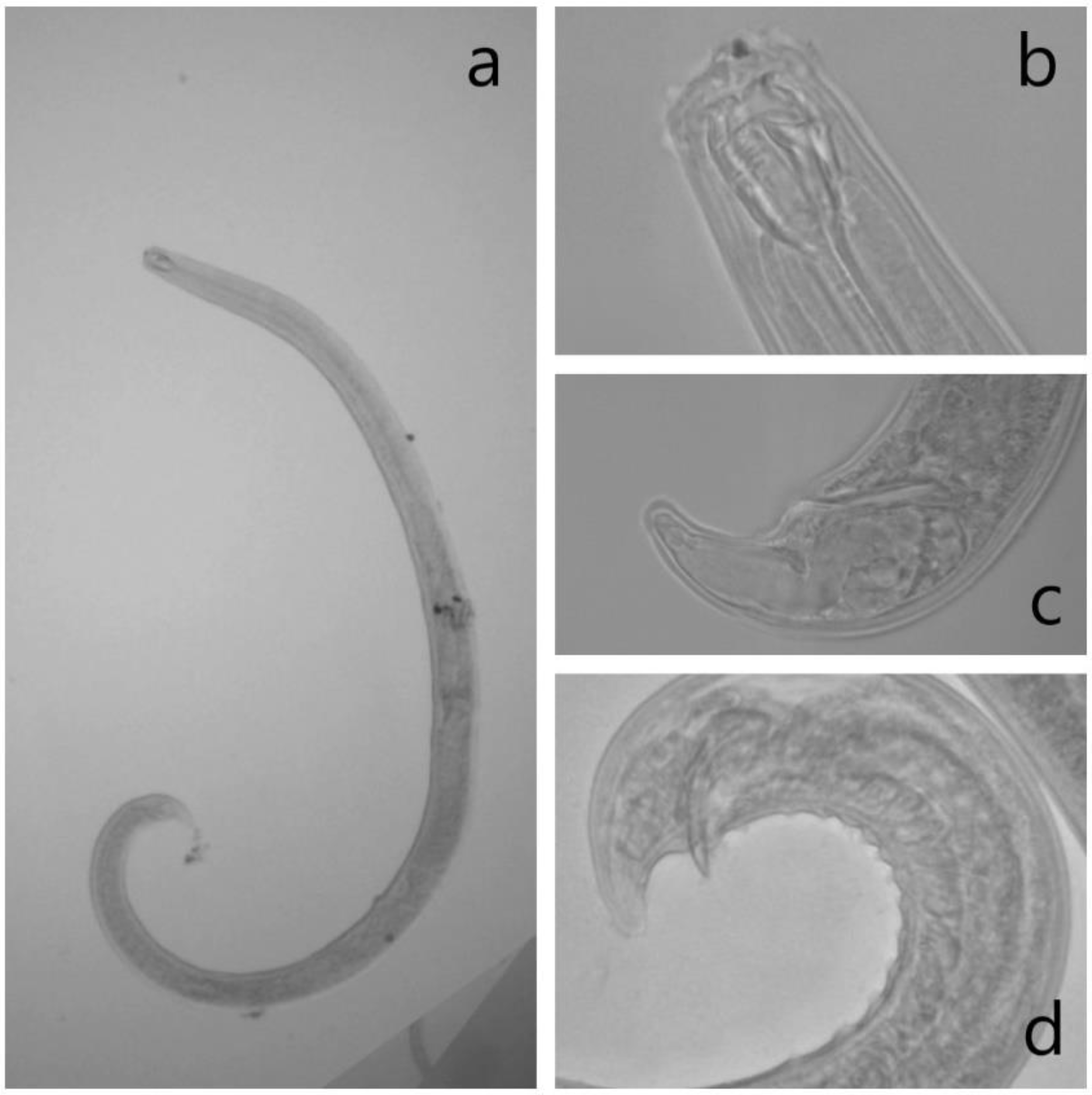 Agronomy 11 02522 g0a2 Agronomy 11 02522 g0a2