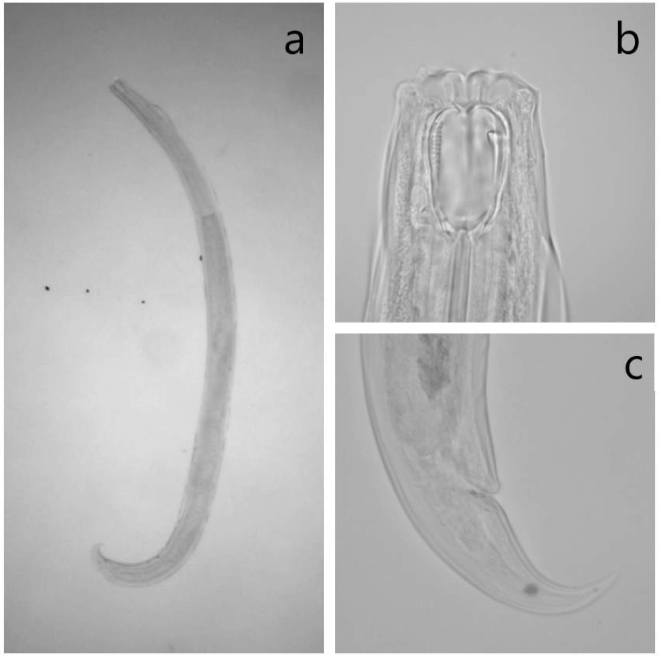 Agronomy 11 02522 g0a3 Agronomy 11 02522 g0a3