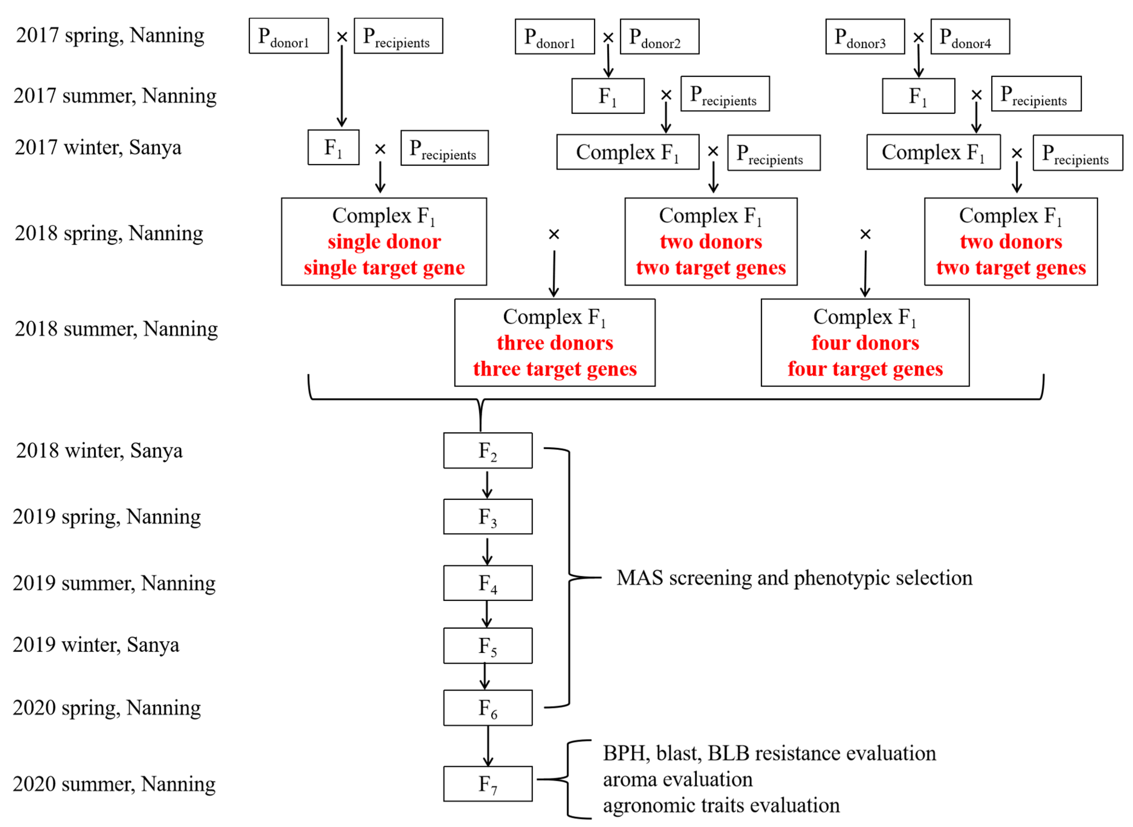 Agronomy | Free Full-Text | Development of New Rice (Oryza. sativa Agronomy | Free Full-Text | Development of New Rice (Oryza. sativa