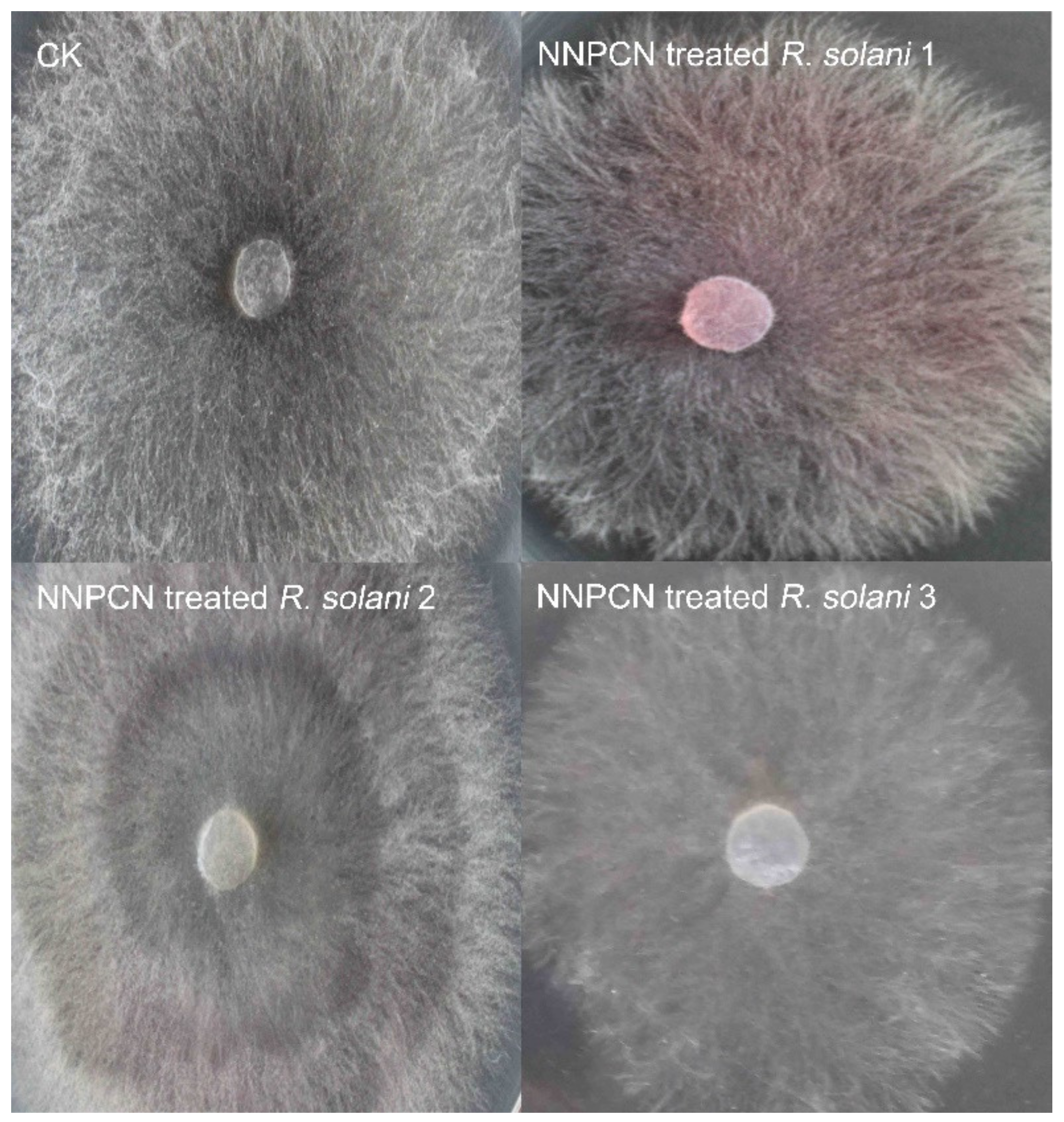 Agronomy 11 02532 g001 550