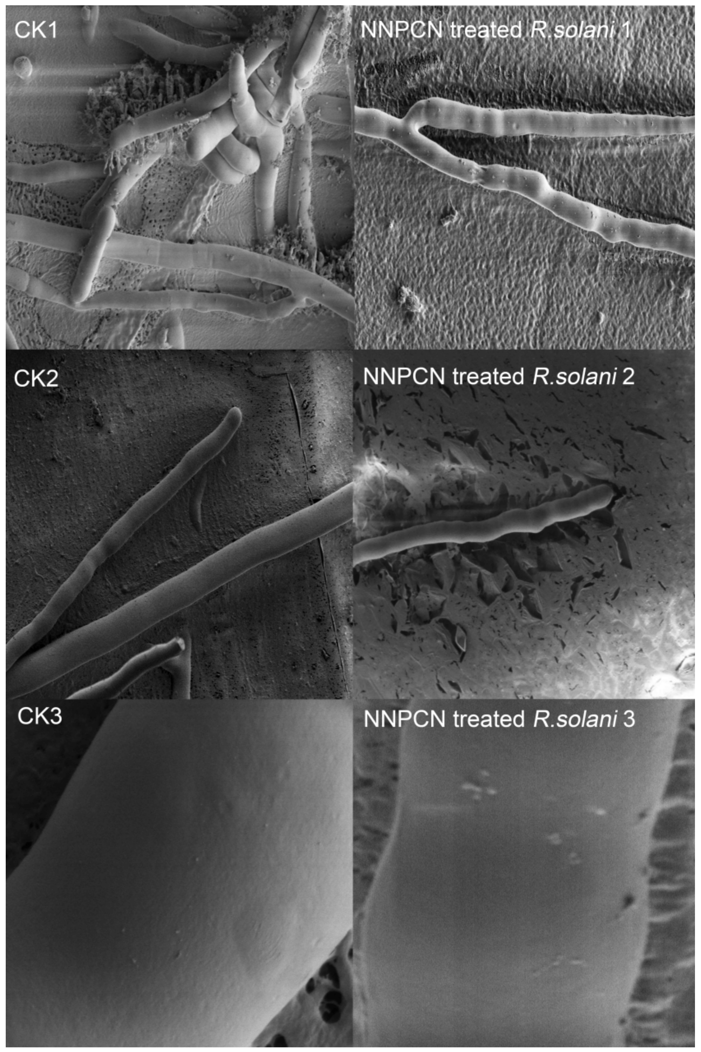 Agronomy 11 02532 g002 550