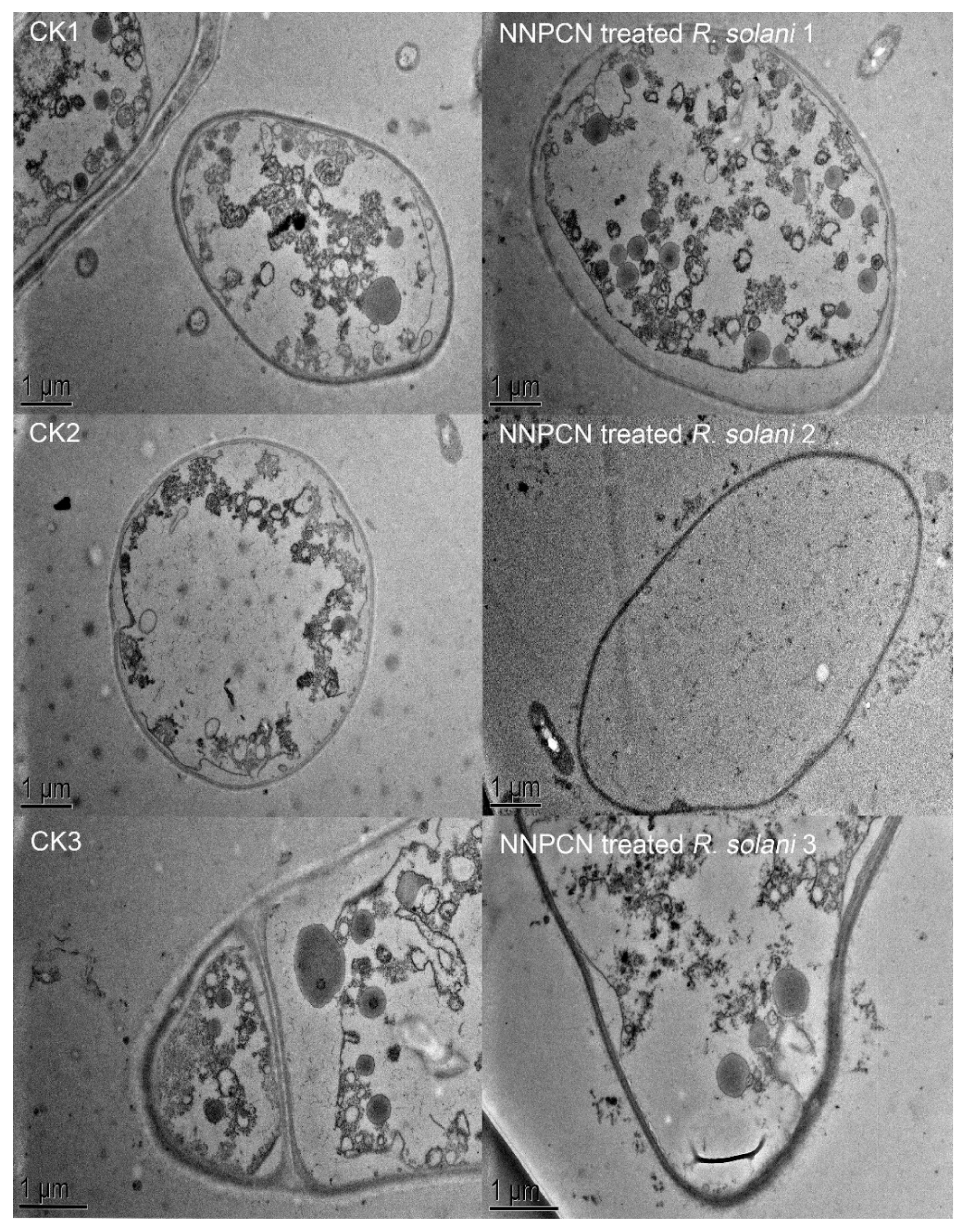 Agronomy 11 02532 g003 550