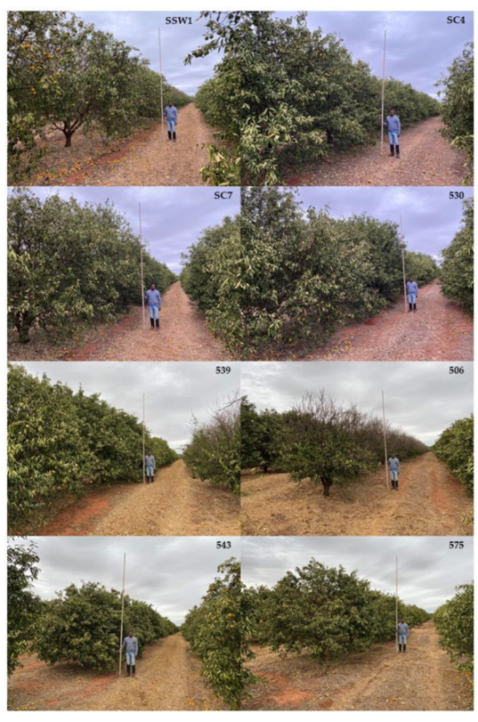 Agronomy 11 02533 g0a2a Agronomy 11 02533 g0a2a