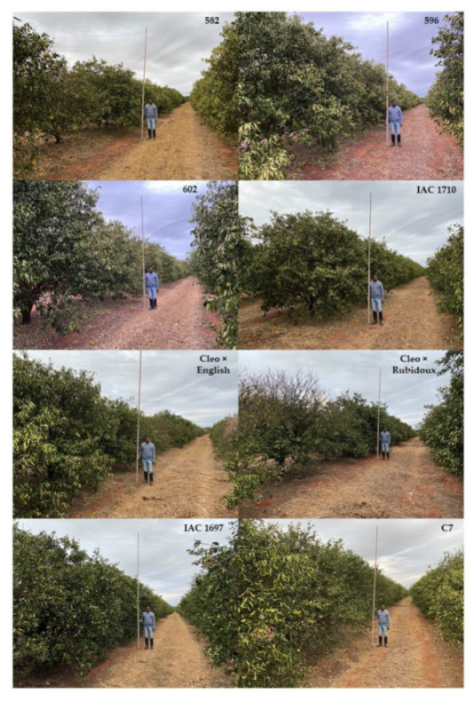 Agronomy 11 02533 g0a2b Agronomy 11 02533 g0a2b