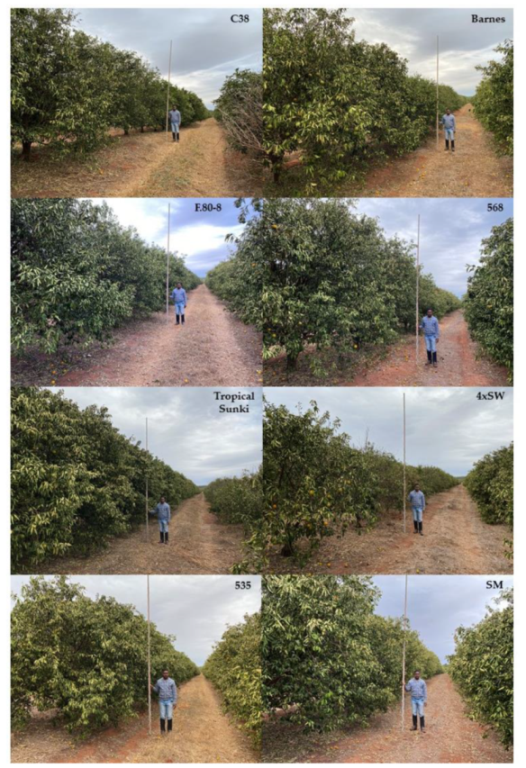 Agronomy 11 02533 g0a2c Agronomy 11 02533 g0a2c