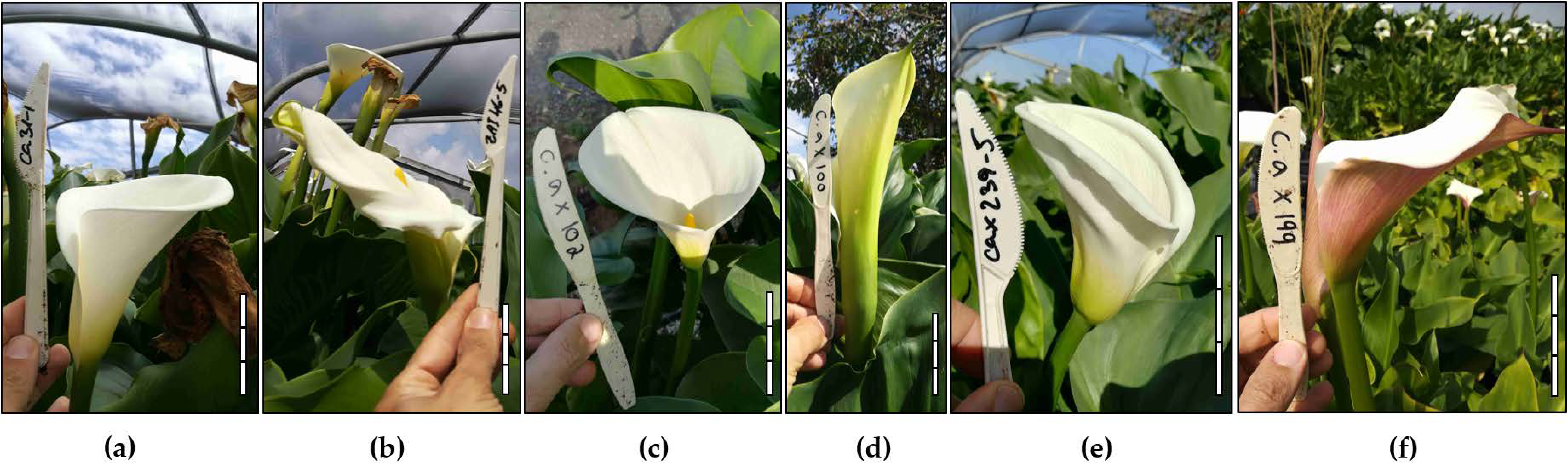 Agronomy 11 02537 g003