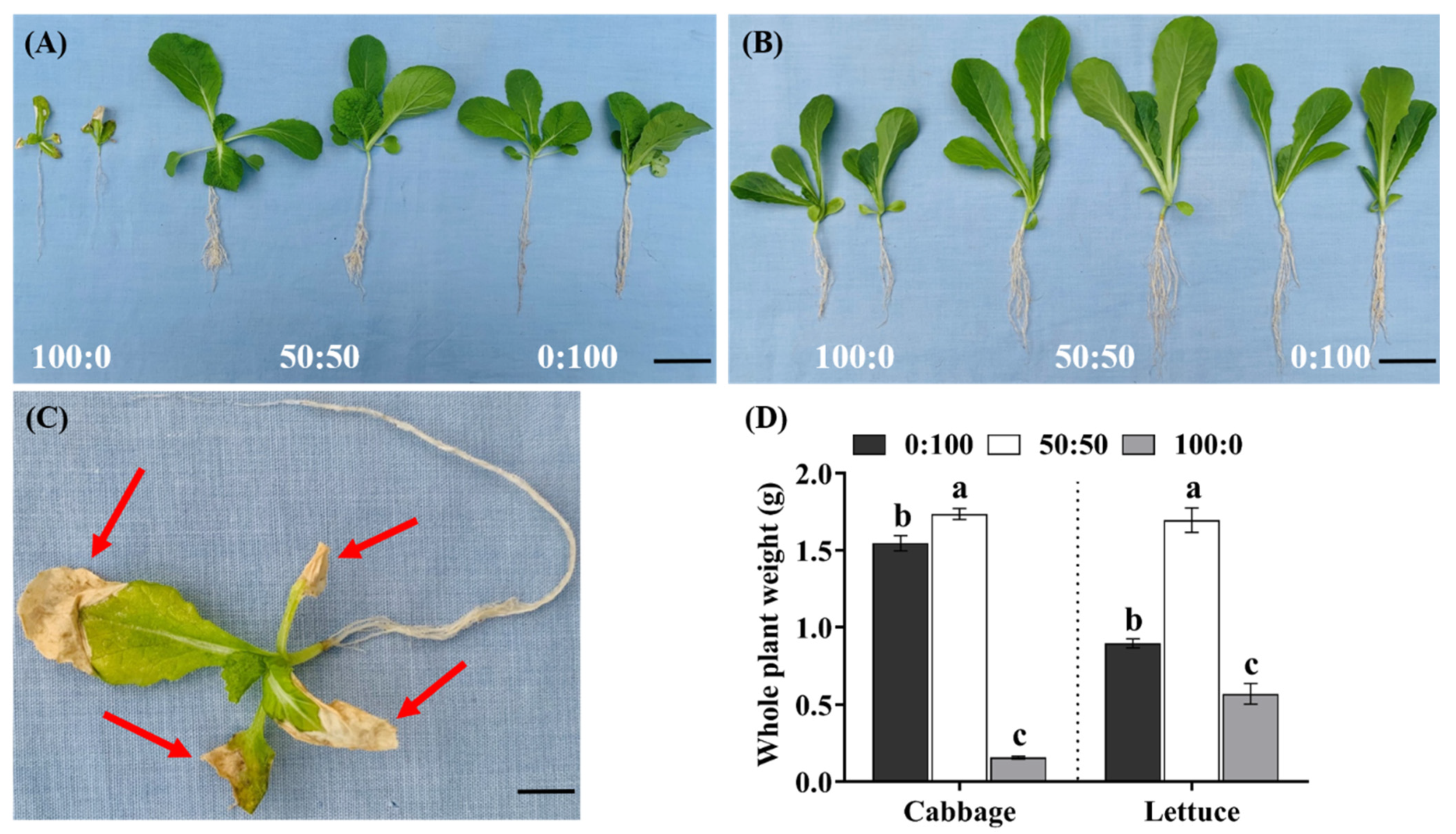 Agronomy 11 02556 g001