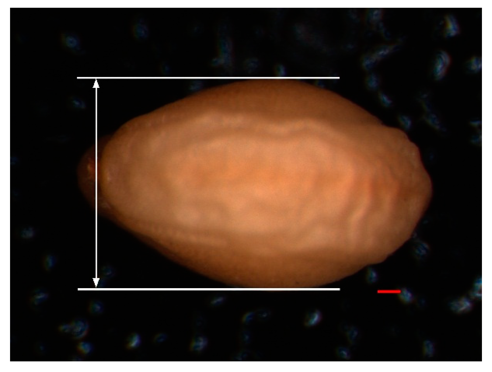 Agronomy 11 02565 g003 550