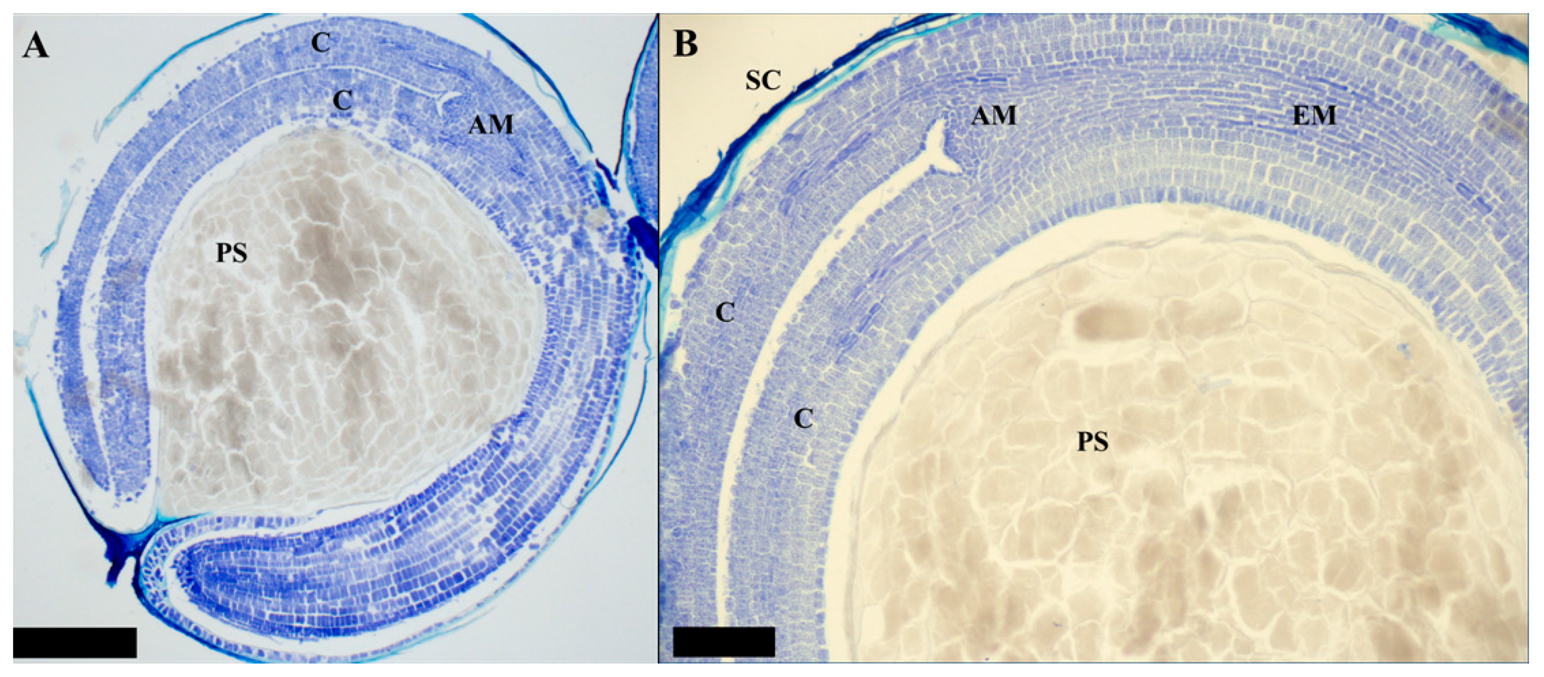 Agronomy 11 02565 g005 550