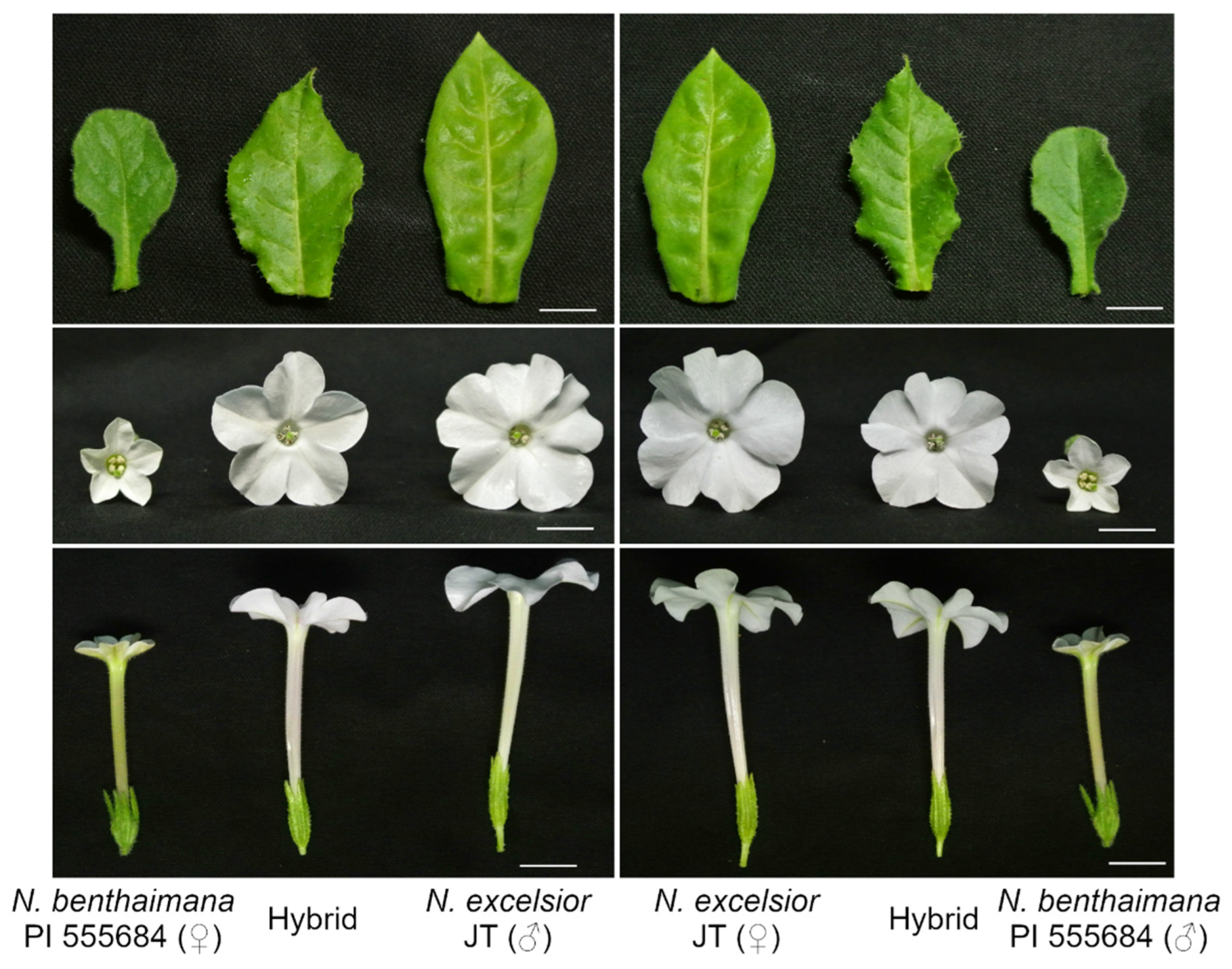 Agronomy 11 02583 g001