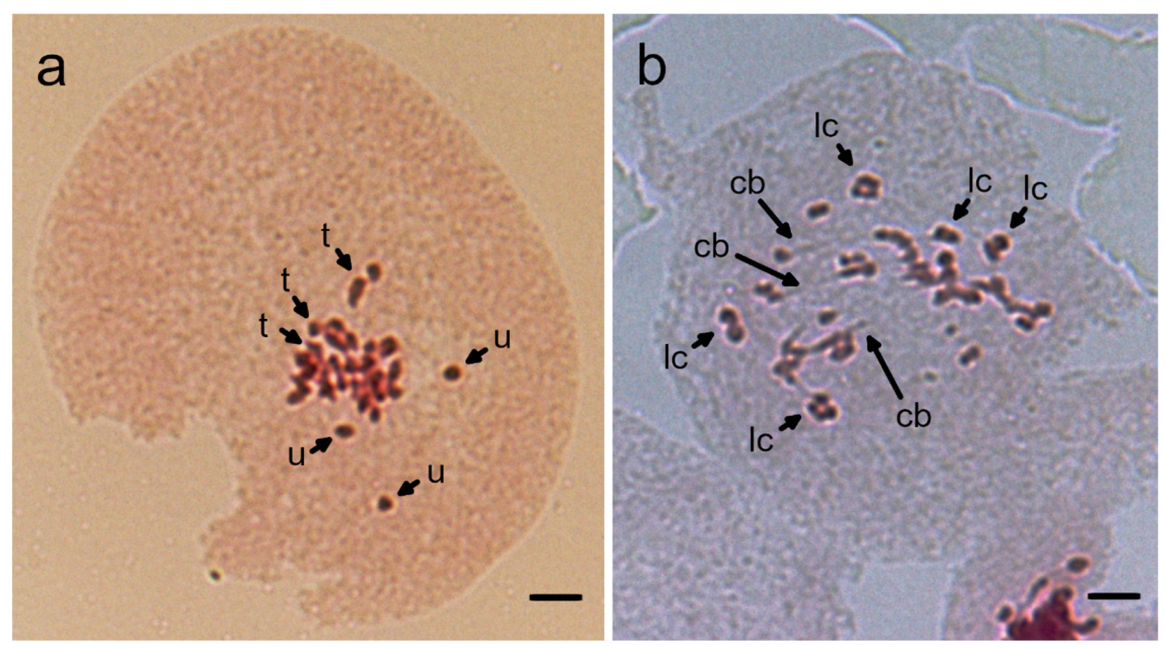 Agronomy 11 02583 g003