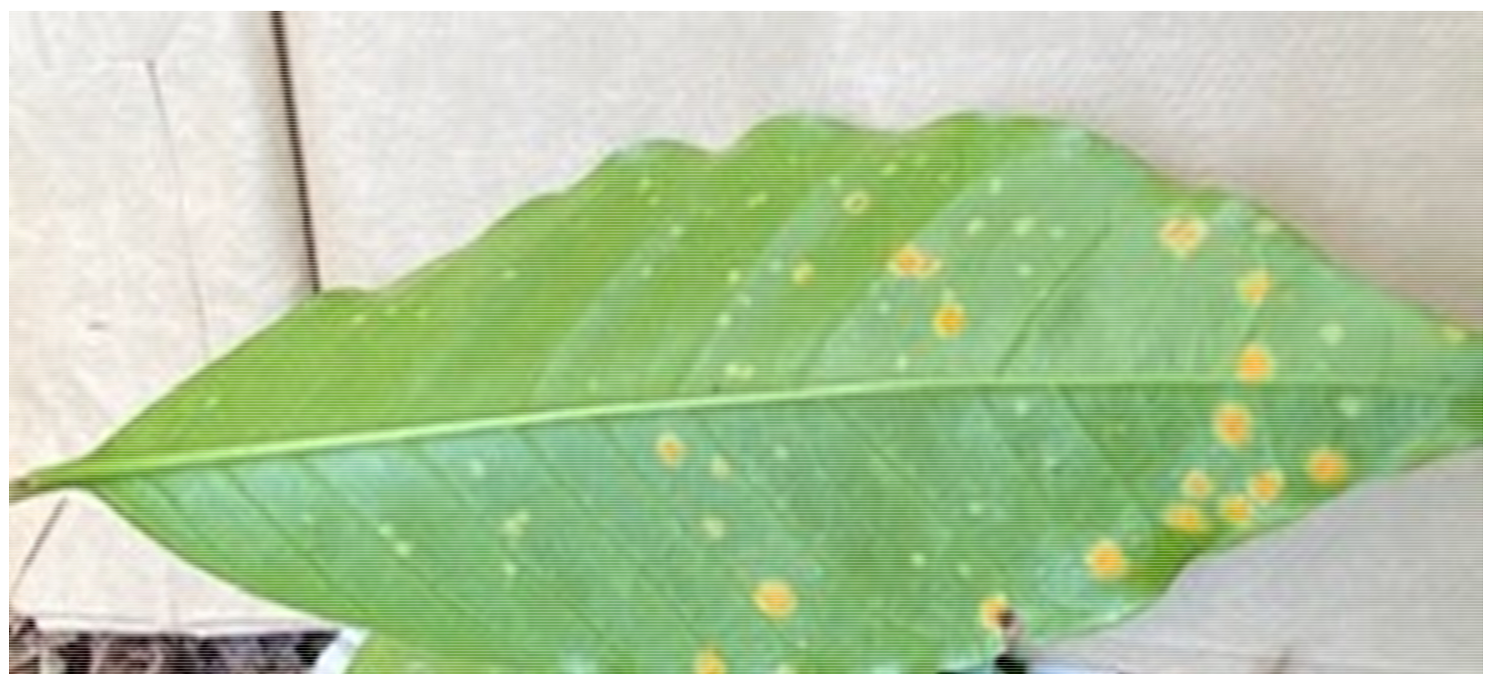 Agronomy 11 02590 g001 Agronomy 11 02590 g001