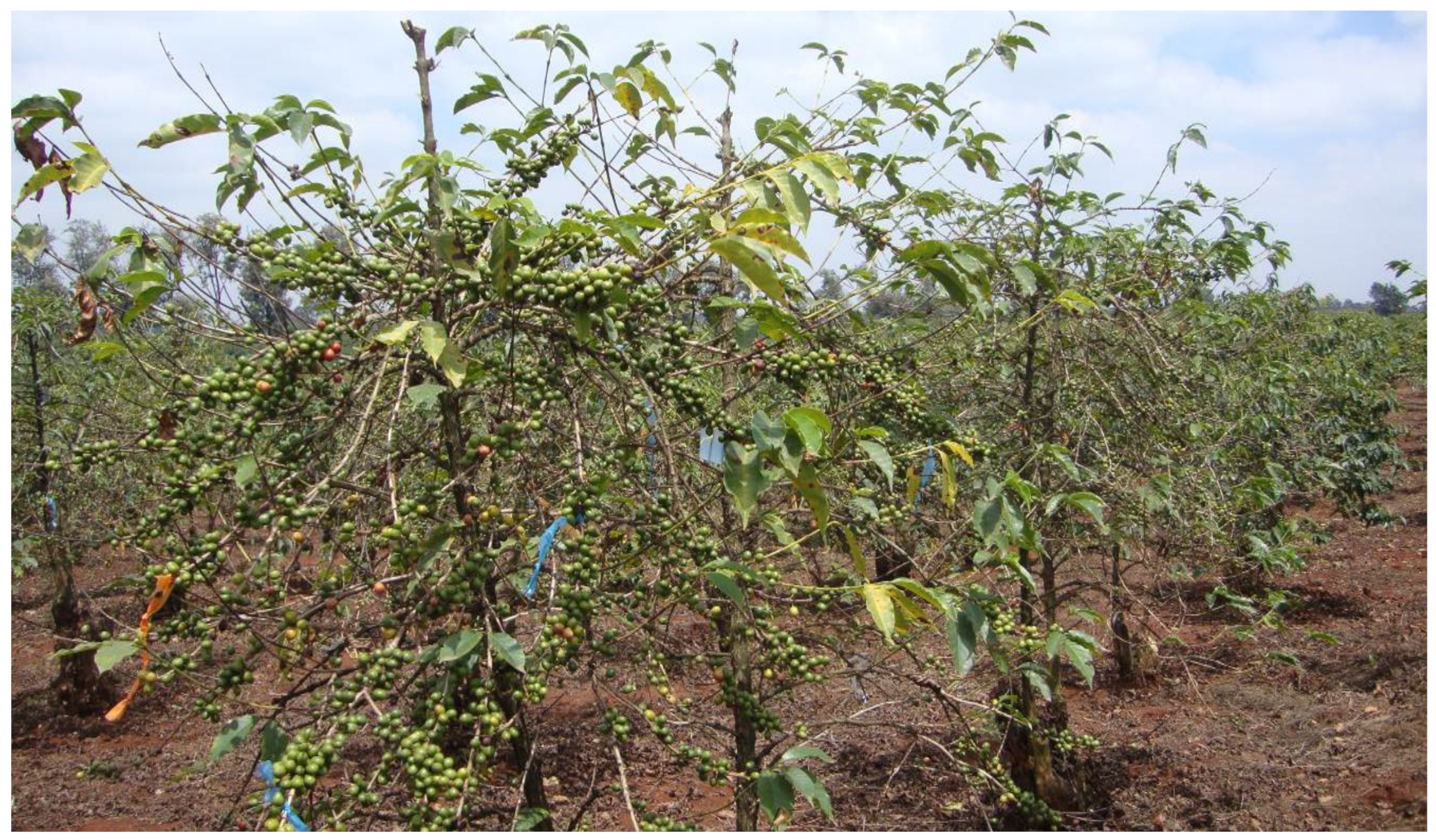 Agronomy 11 02590 g003 Agronomy 11 02590 g003