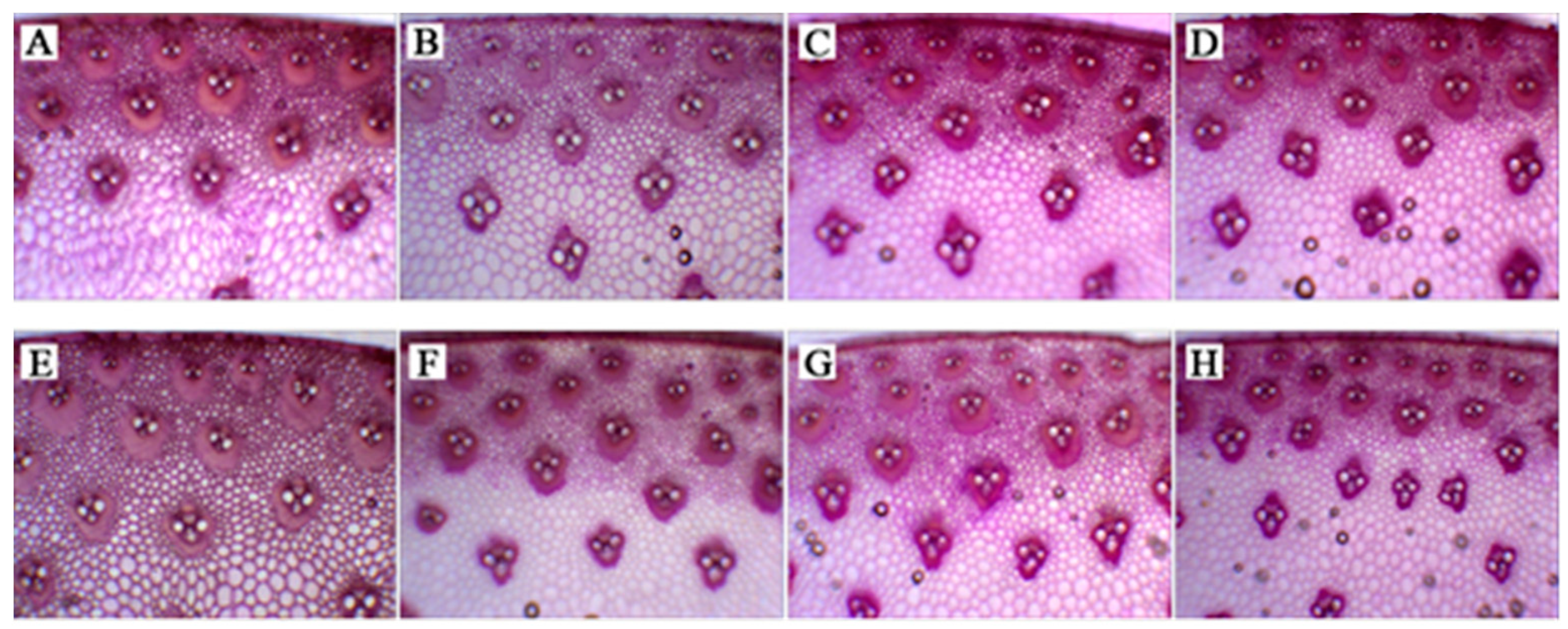 Agronomy 12 00010 g004