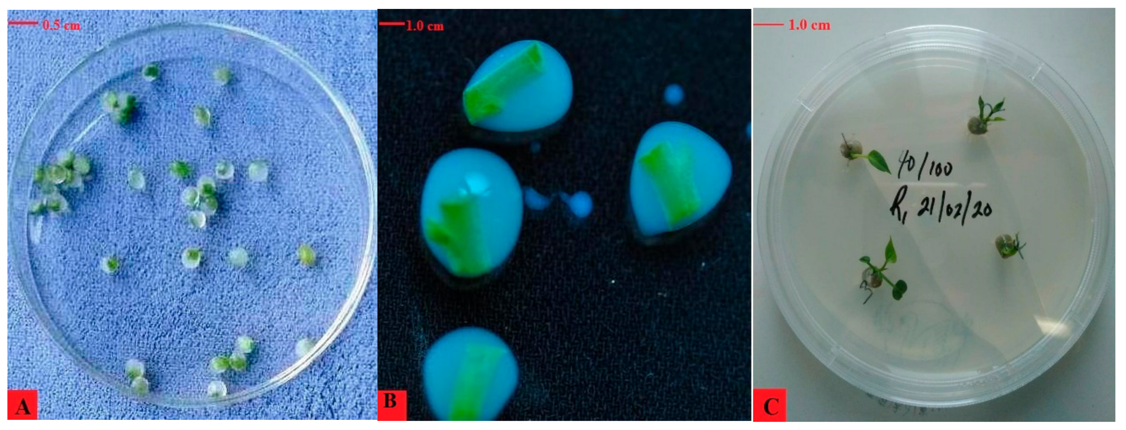 Agronomy 12 00019 g002