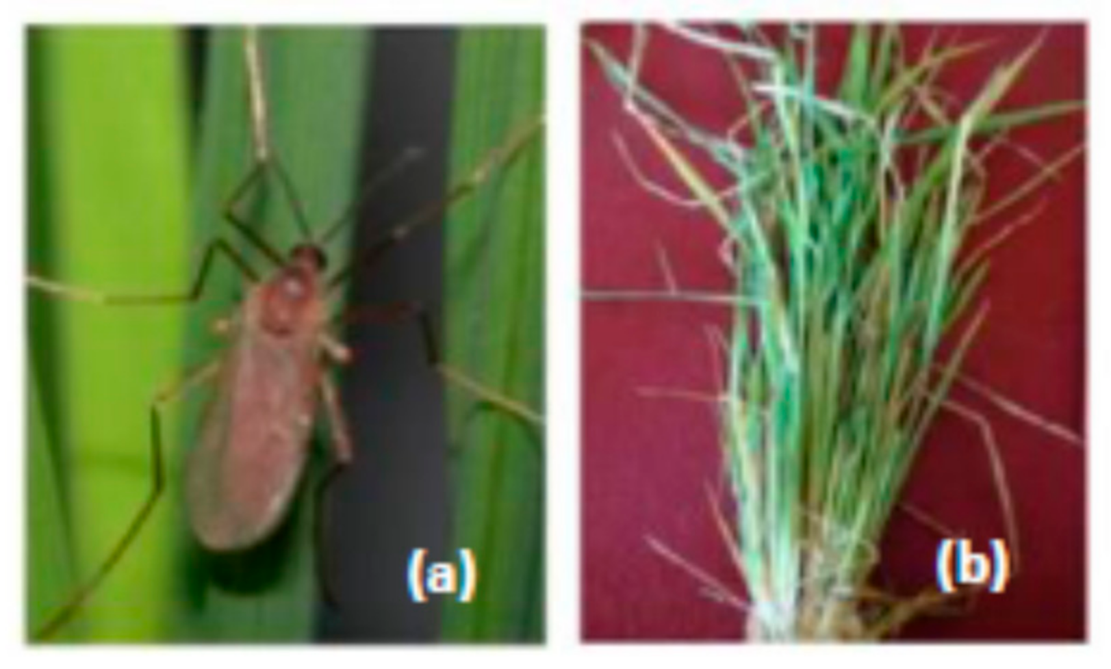 Agronomy 12 00022 g001