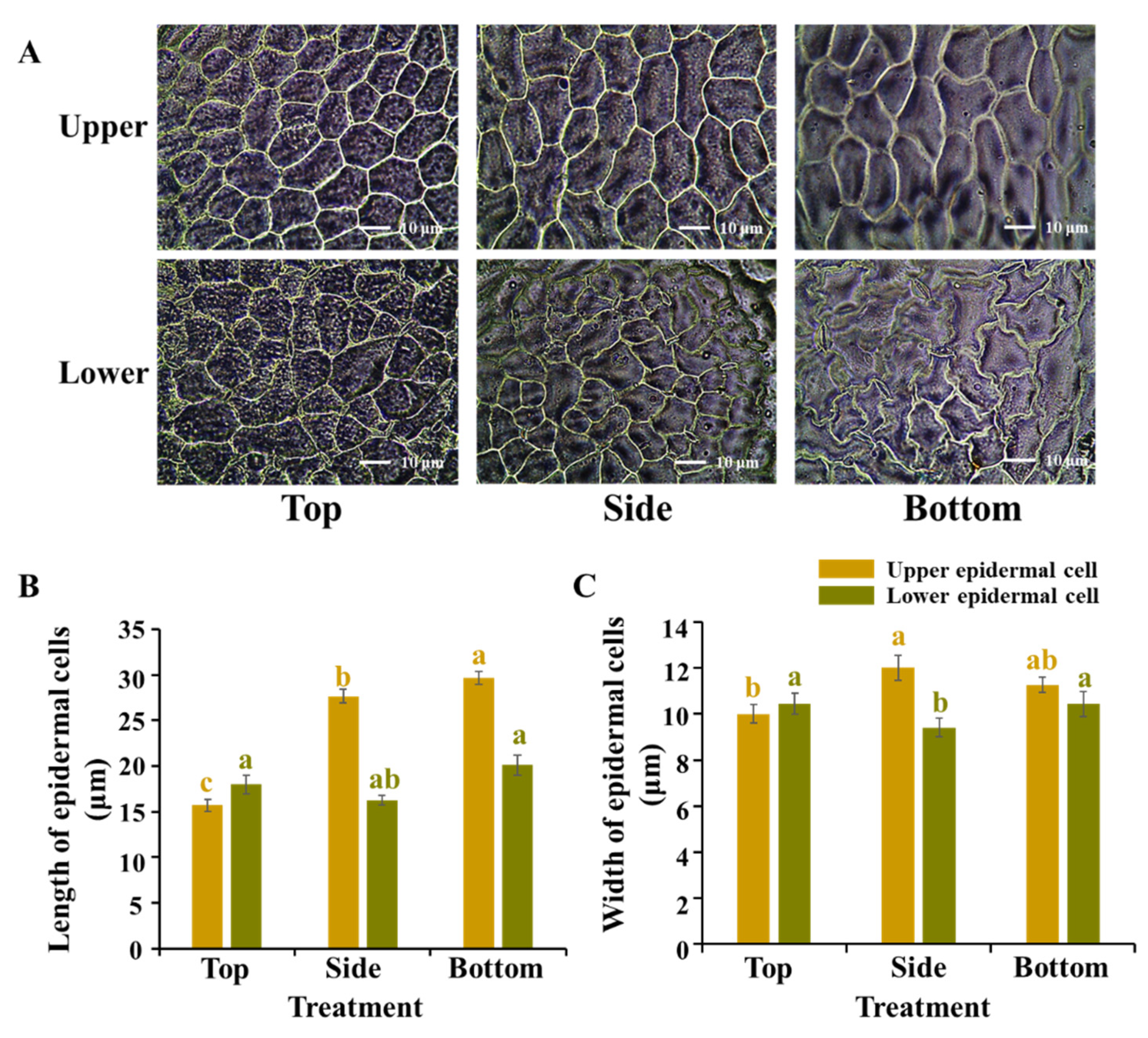 Agronomy 12 00024 g003 Agronomy 12 00024 g003