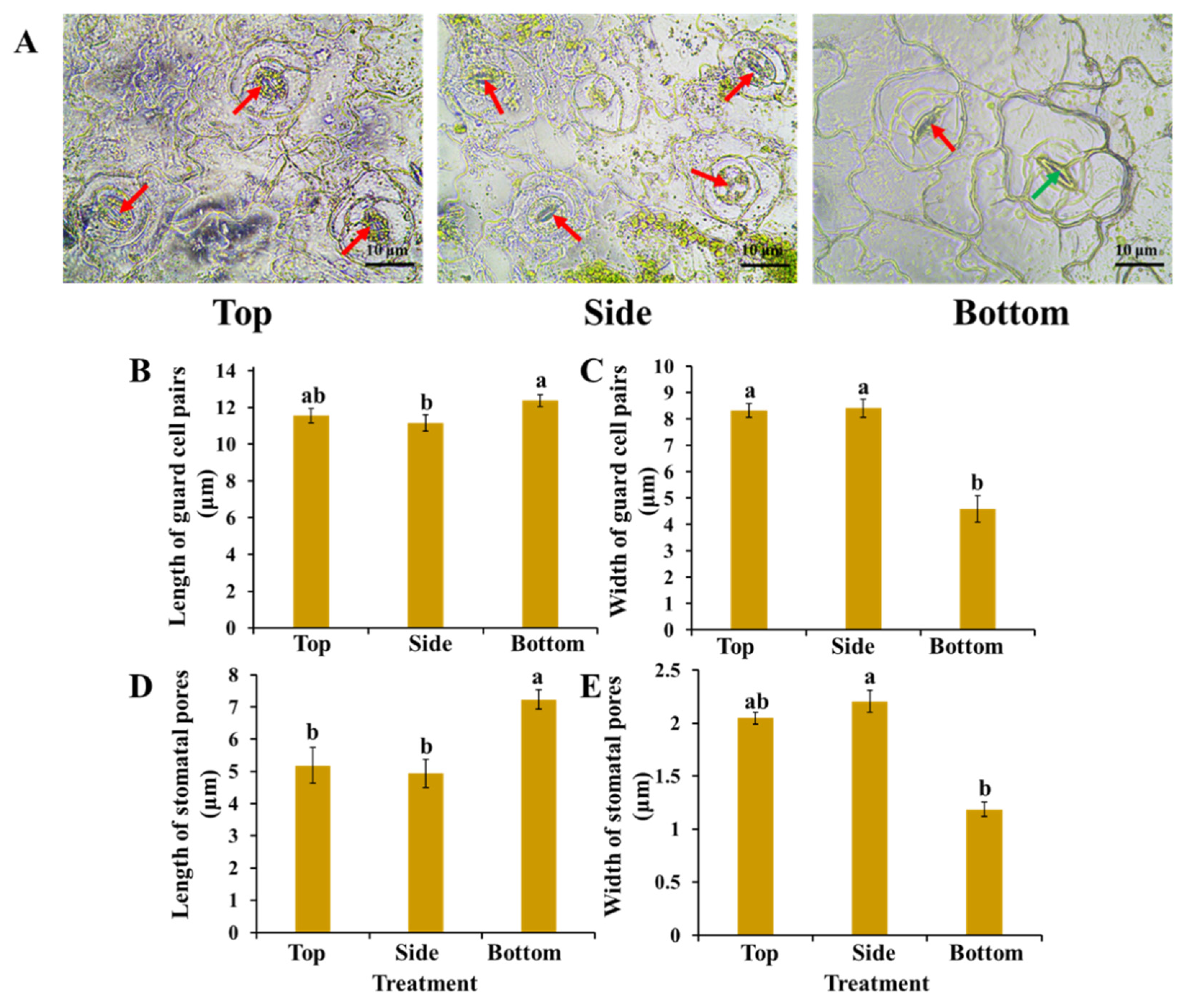 Agronomy 12 00024 g005 Agronomy 12 00024 g005