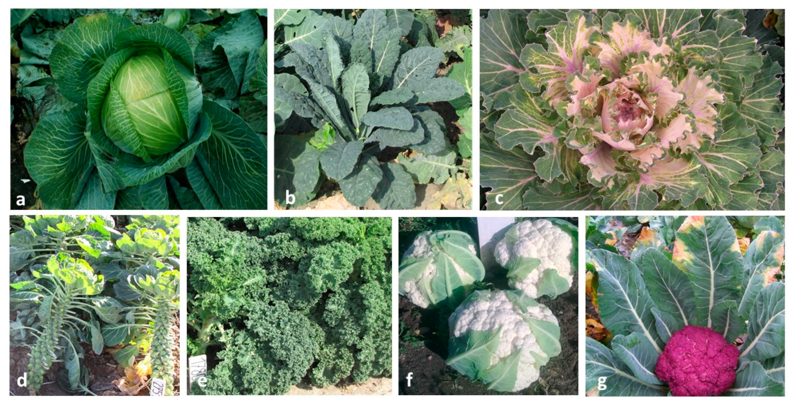 Agronomy 12 00026 g001 Agronomy 12 00026 g001