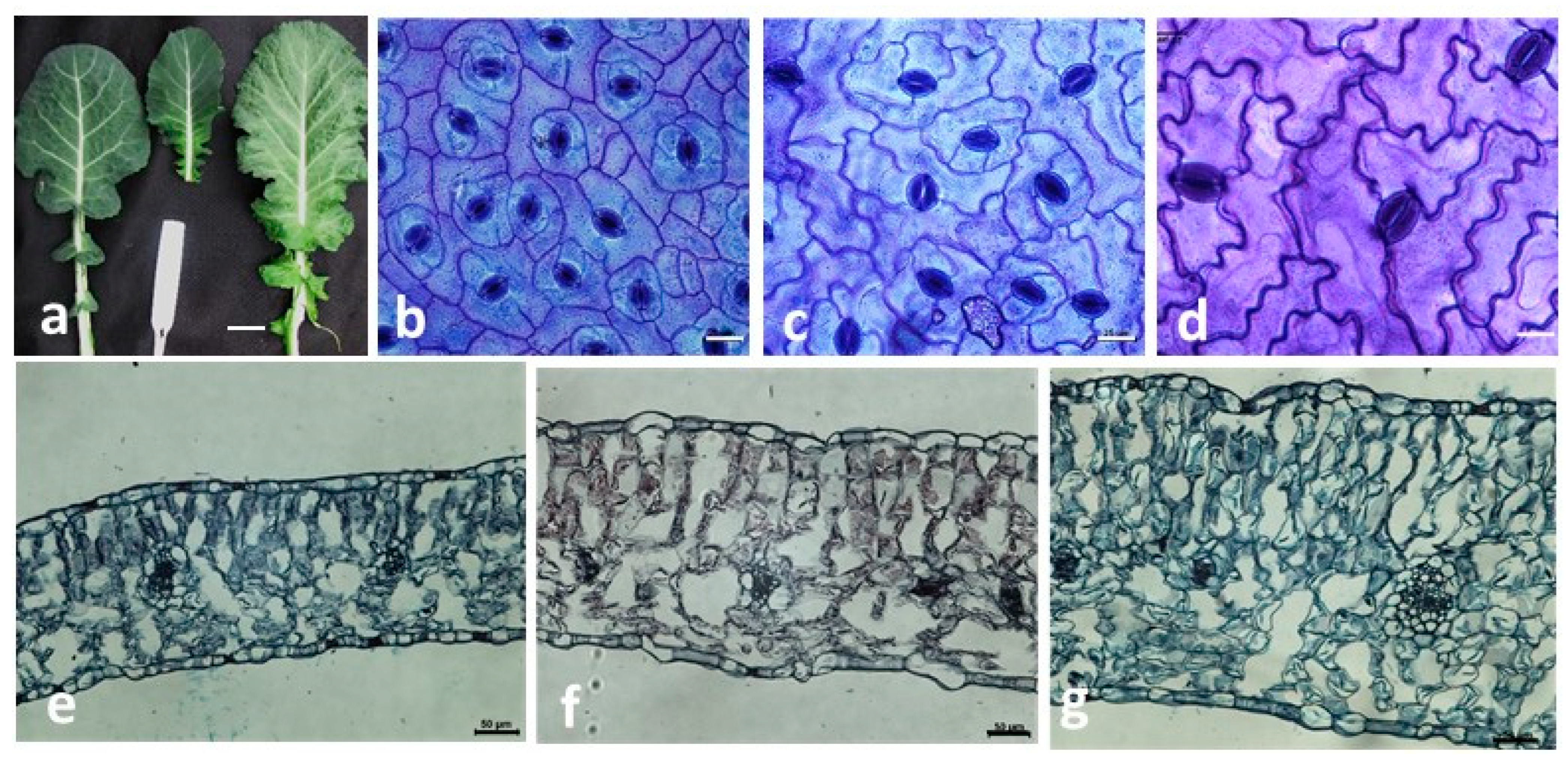 Agronomy 12 00026 g006 Agronomy 12 00026 g006