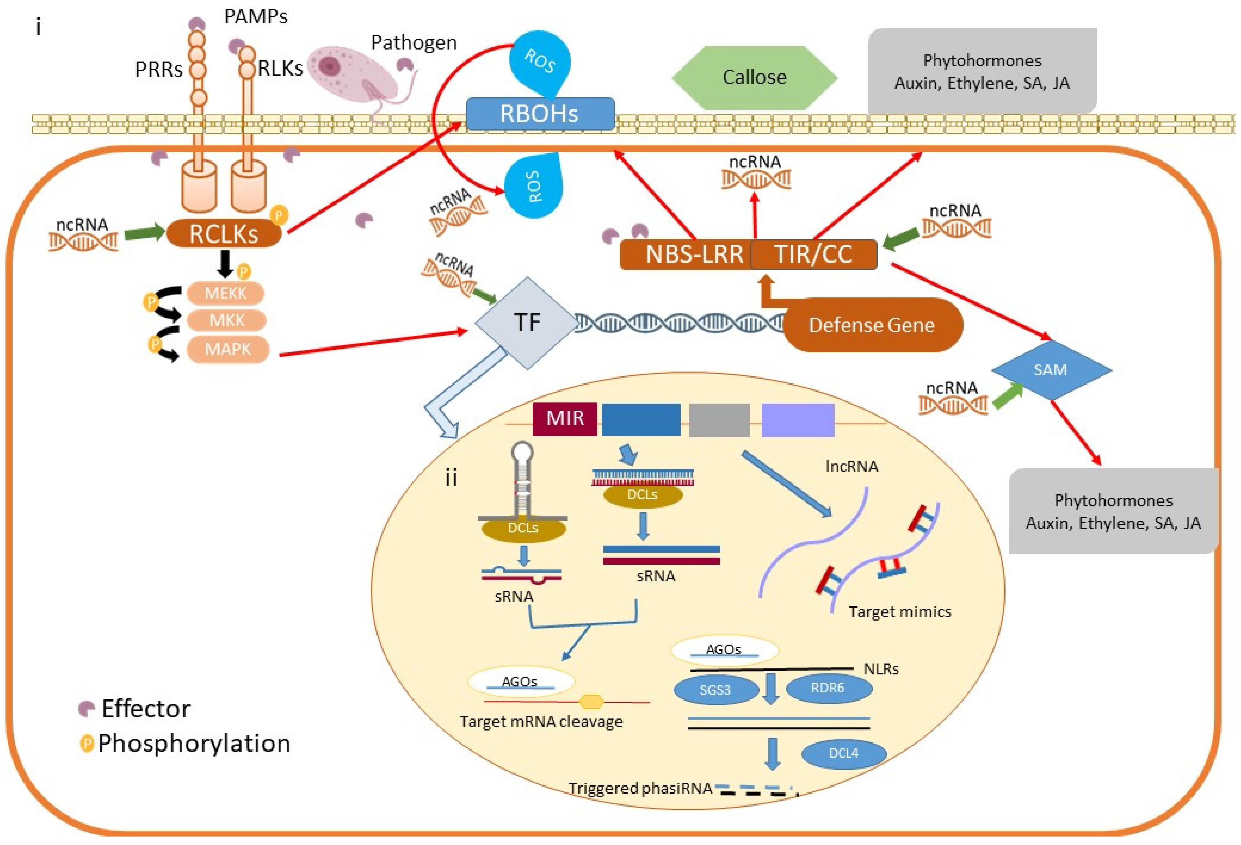Agronomy 12 00039 g001 550