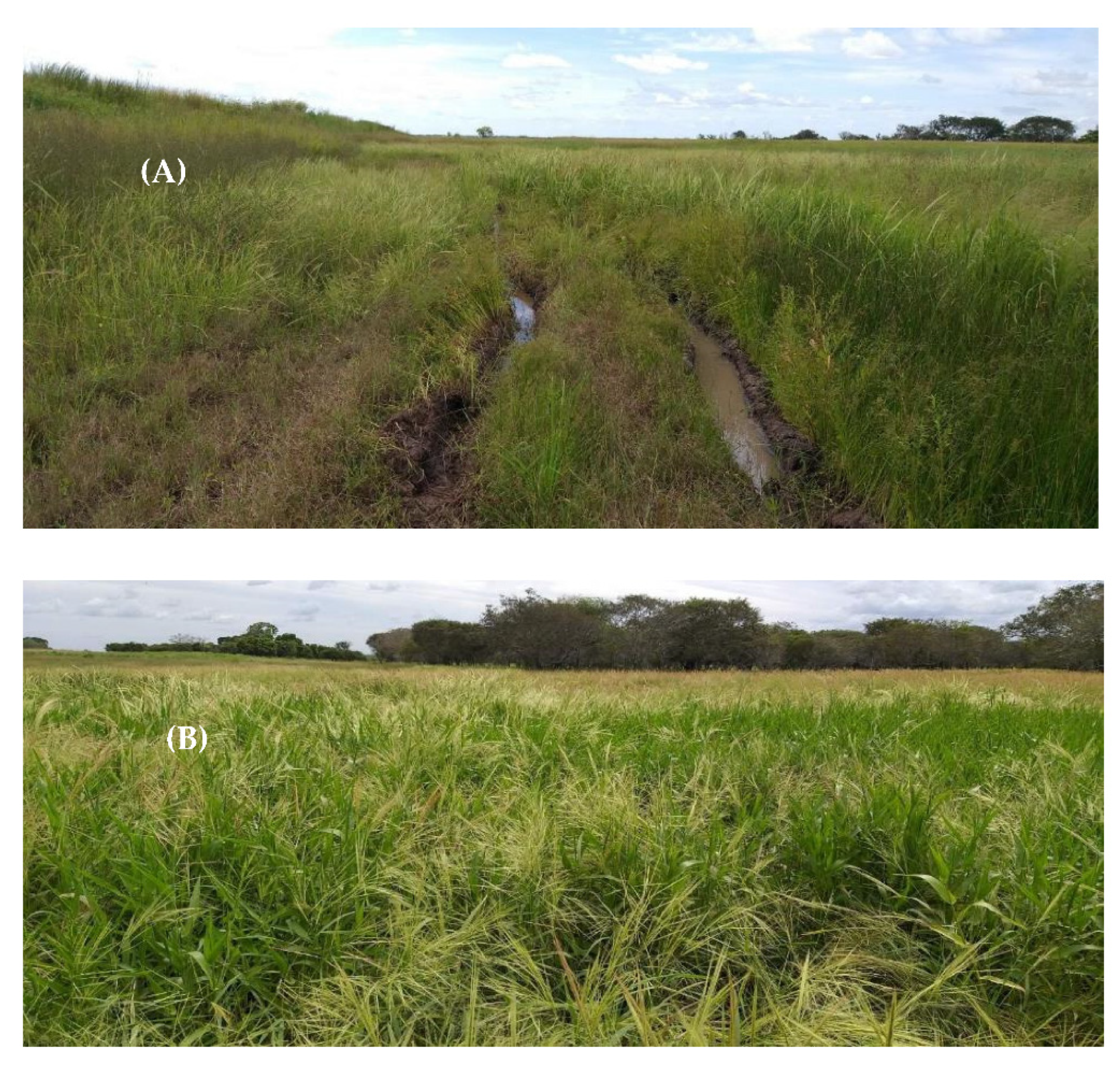 Agronomy 12 00042 g002