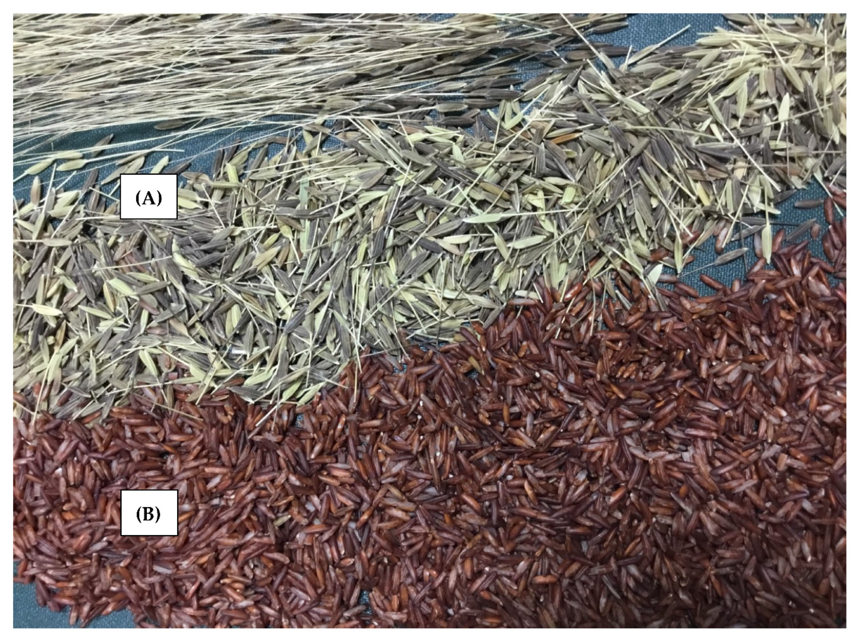 Agronomy 12 00042 g004