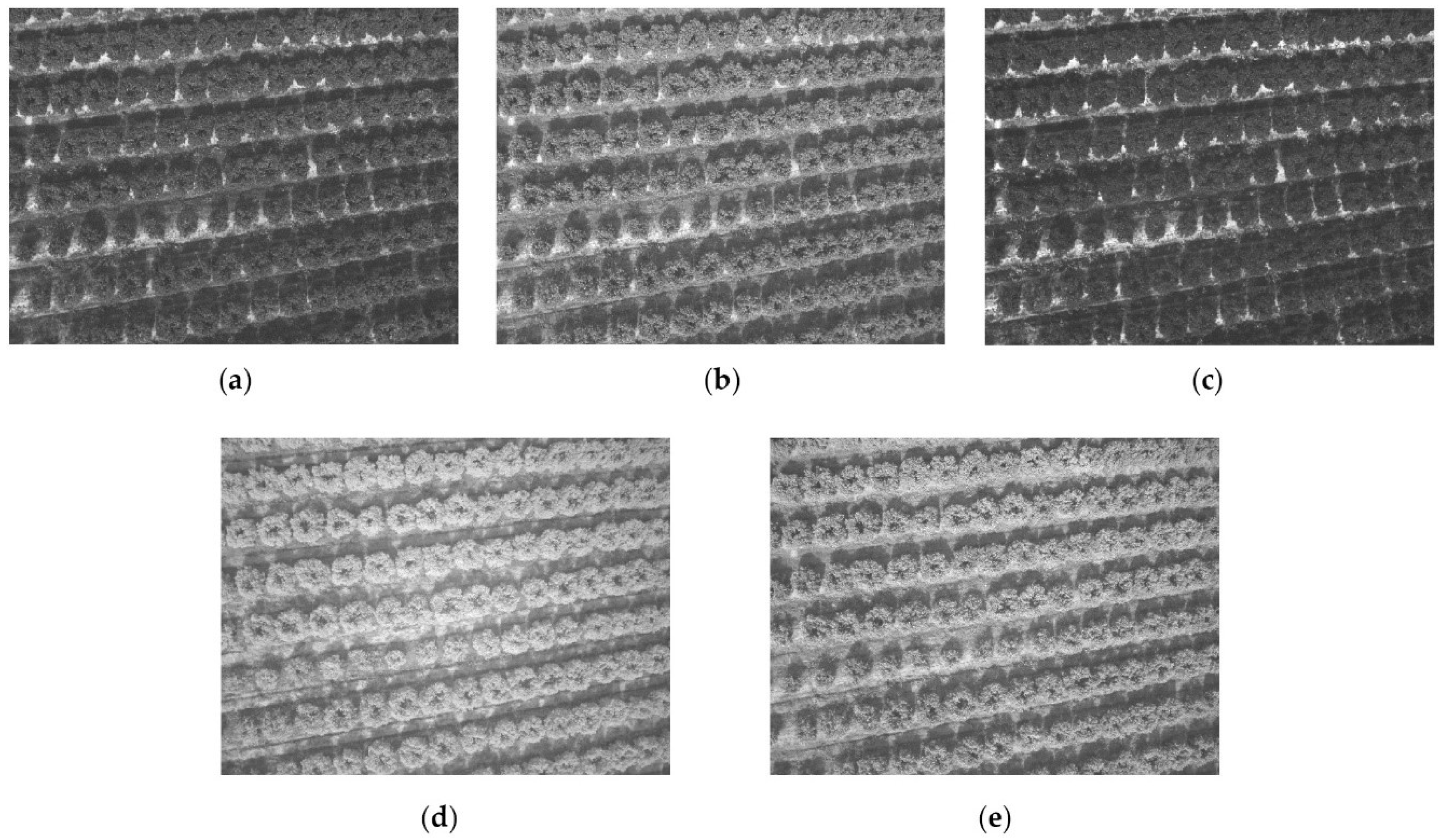 Agronomy 12 00043 g003