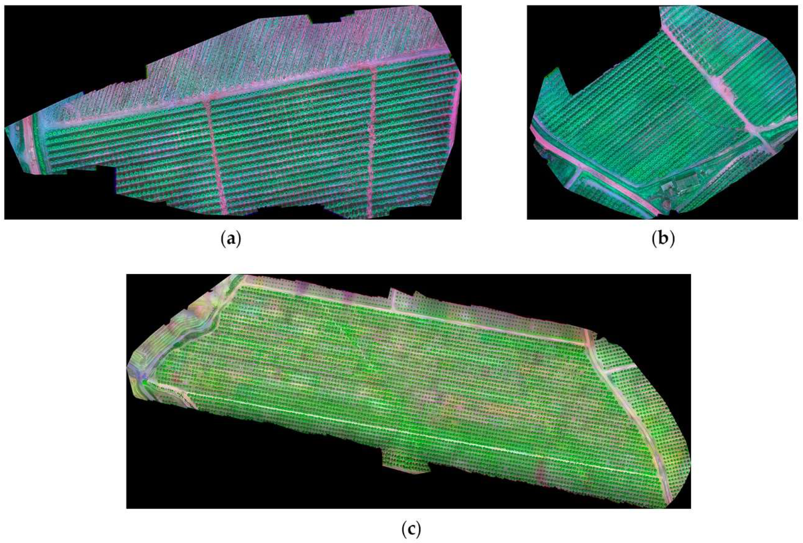 Agronomy 12 00043 g012