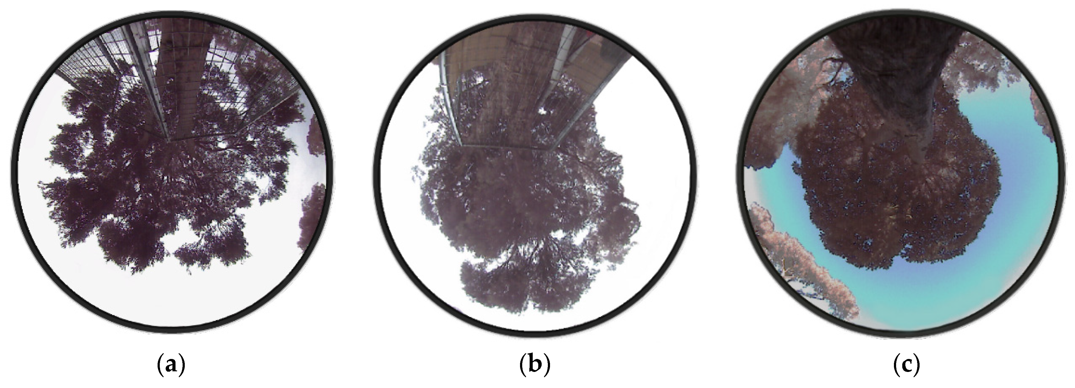 Agronomy 12 00052 g002