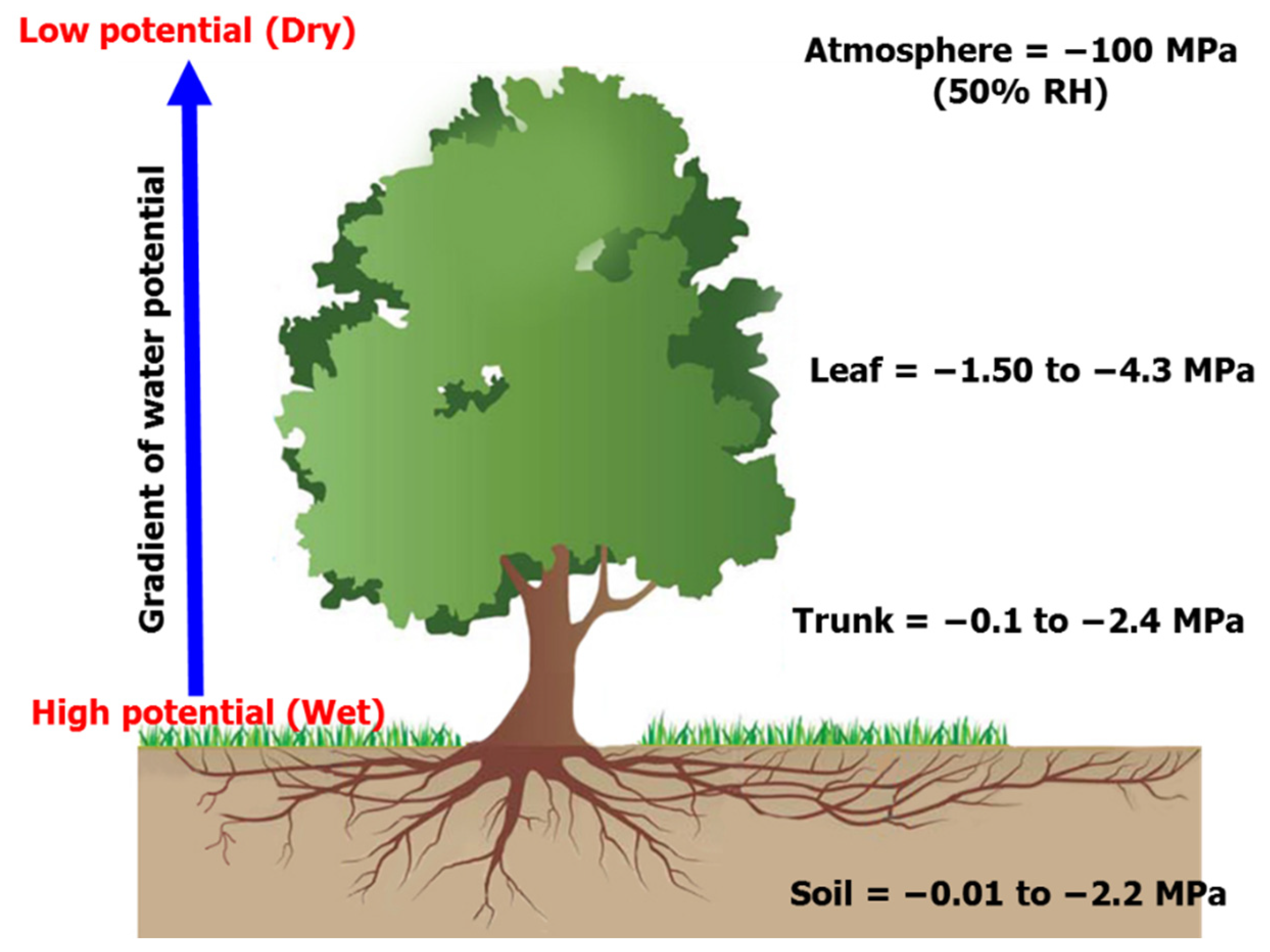 Agronomy 12 00052 g007