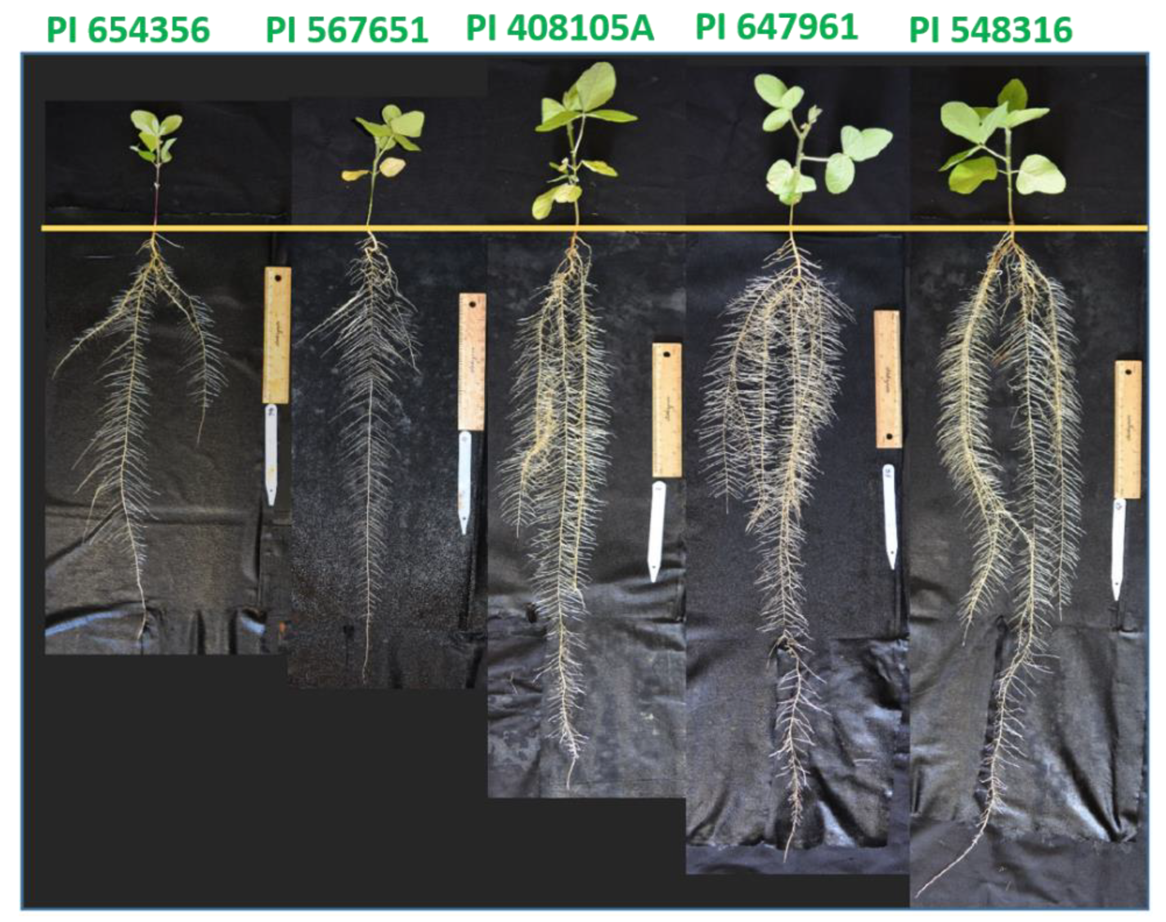 Agronomy 12 00056 g002 Agronomy 12 00056 g002
