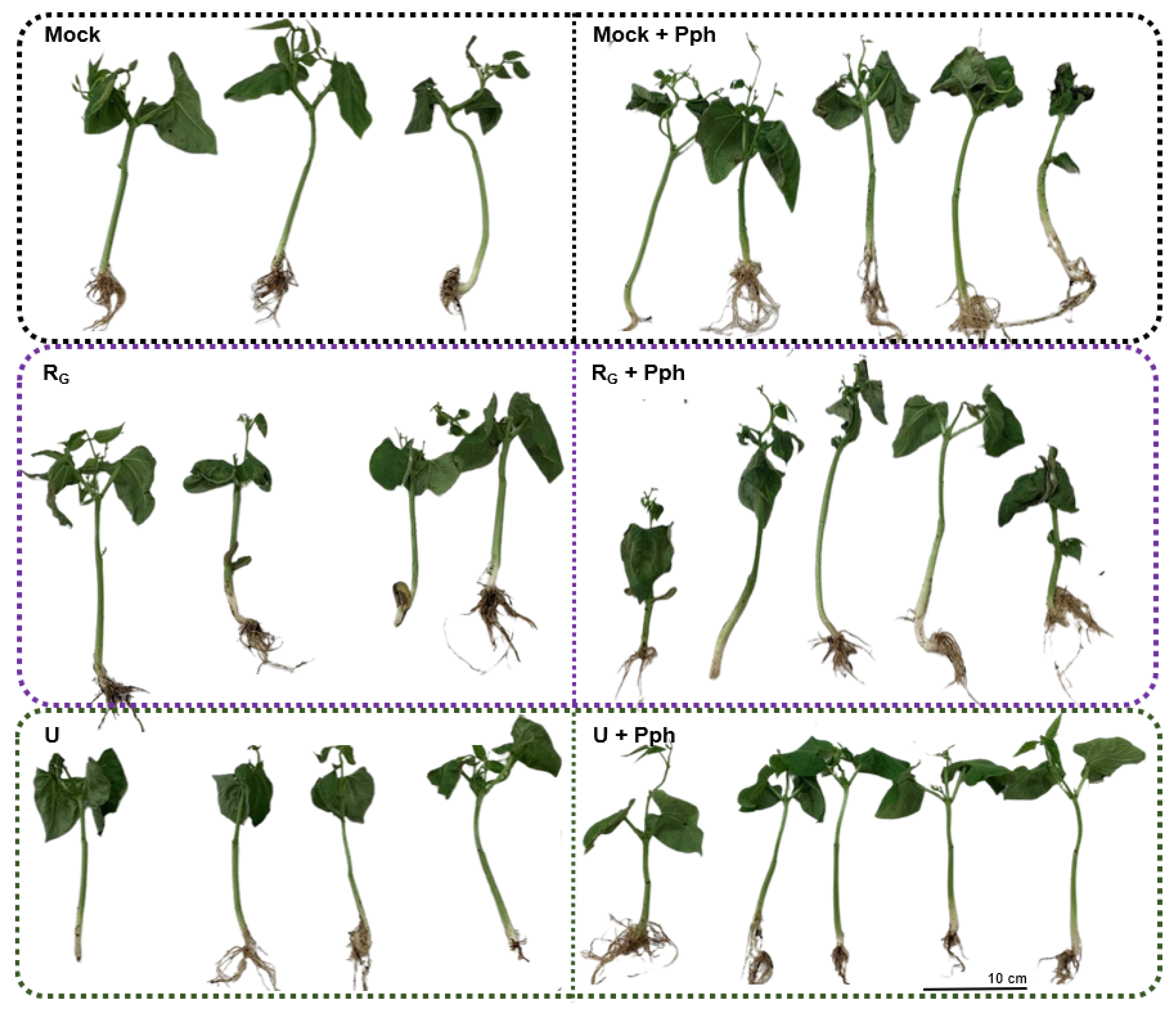 Agronomy 12 00063 g006