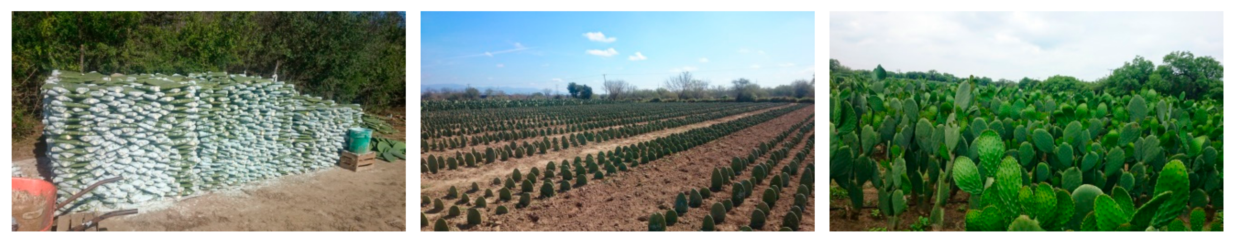 Agronomy 12 00067 g002 550