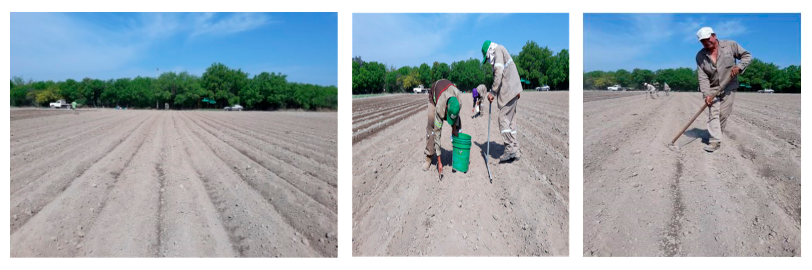 Agronomy 12 00067 g003 550