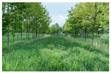 Agronomy 12 00069 i001