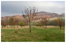 Agronomy 12 00069 i003