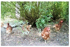 Agronomy 12 00069 i004