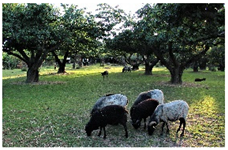 Agronomy 12 00069 i006