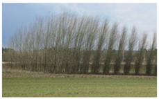 Agronomy 12 00069 i007