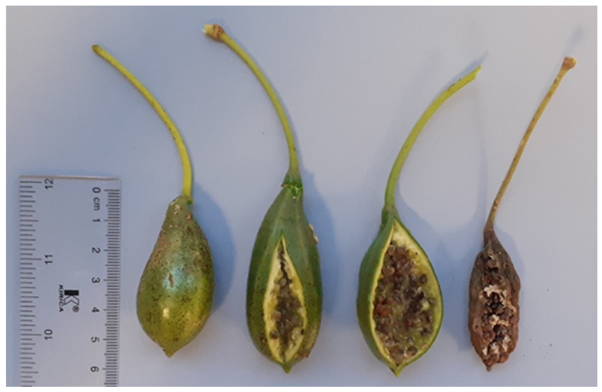 Agronomy 12 00074 g001