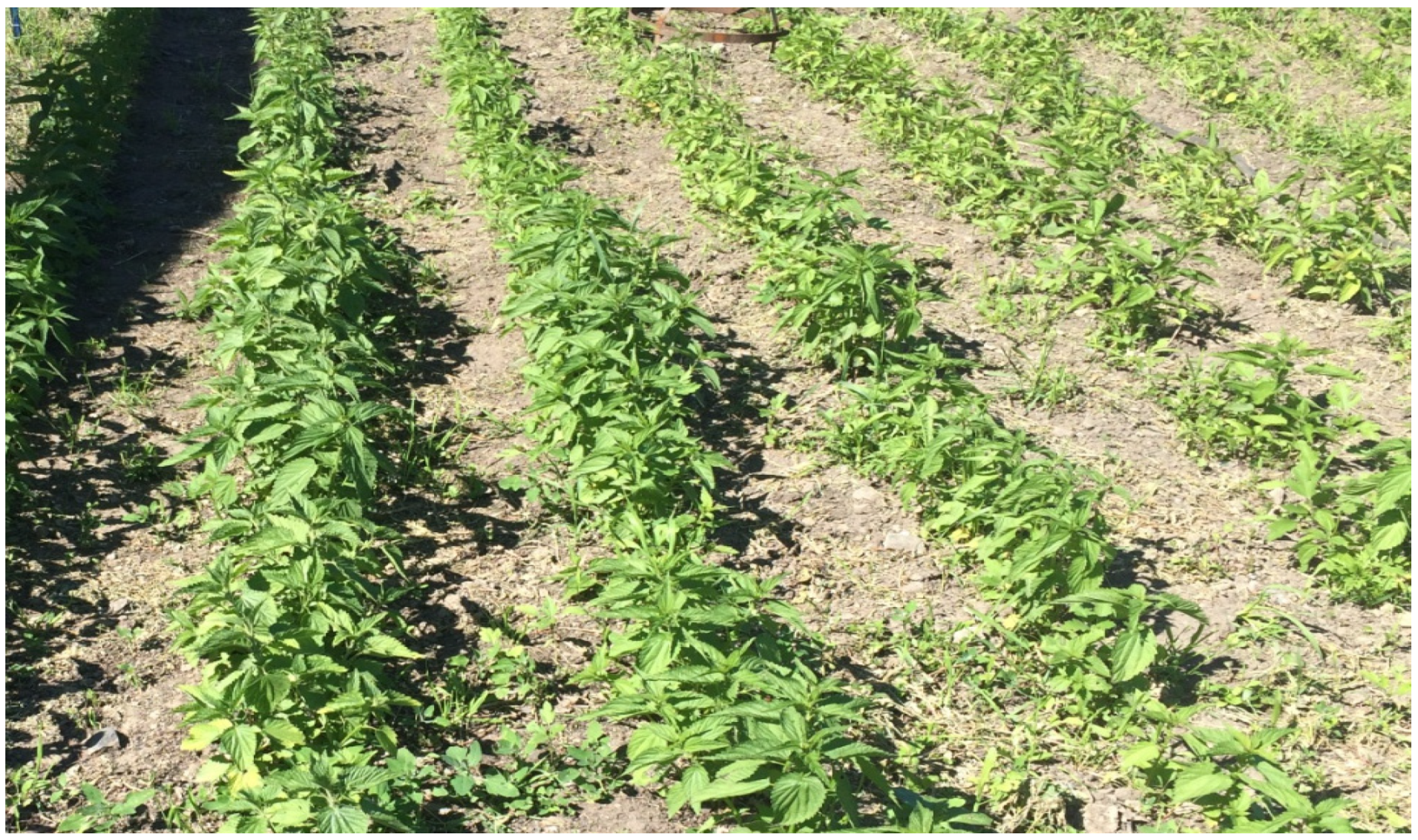 Agronomy 12 00076 g002 Agronomy 12 00076 g002