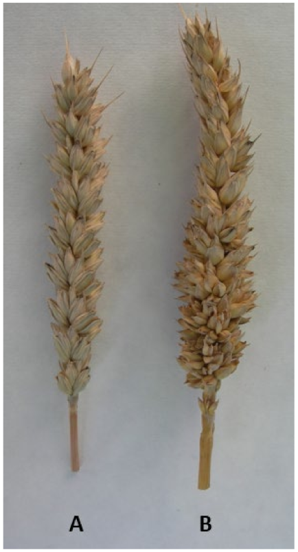 Agronomy 12 00078 g001