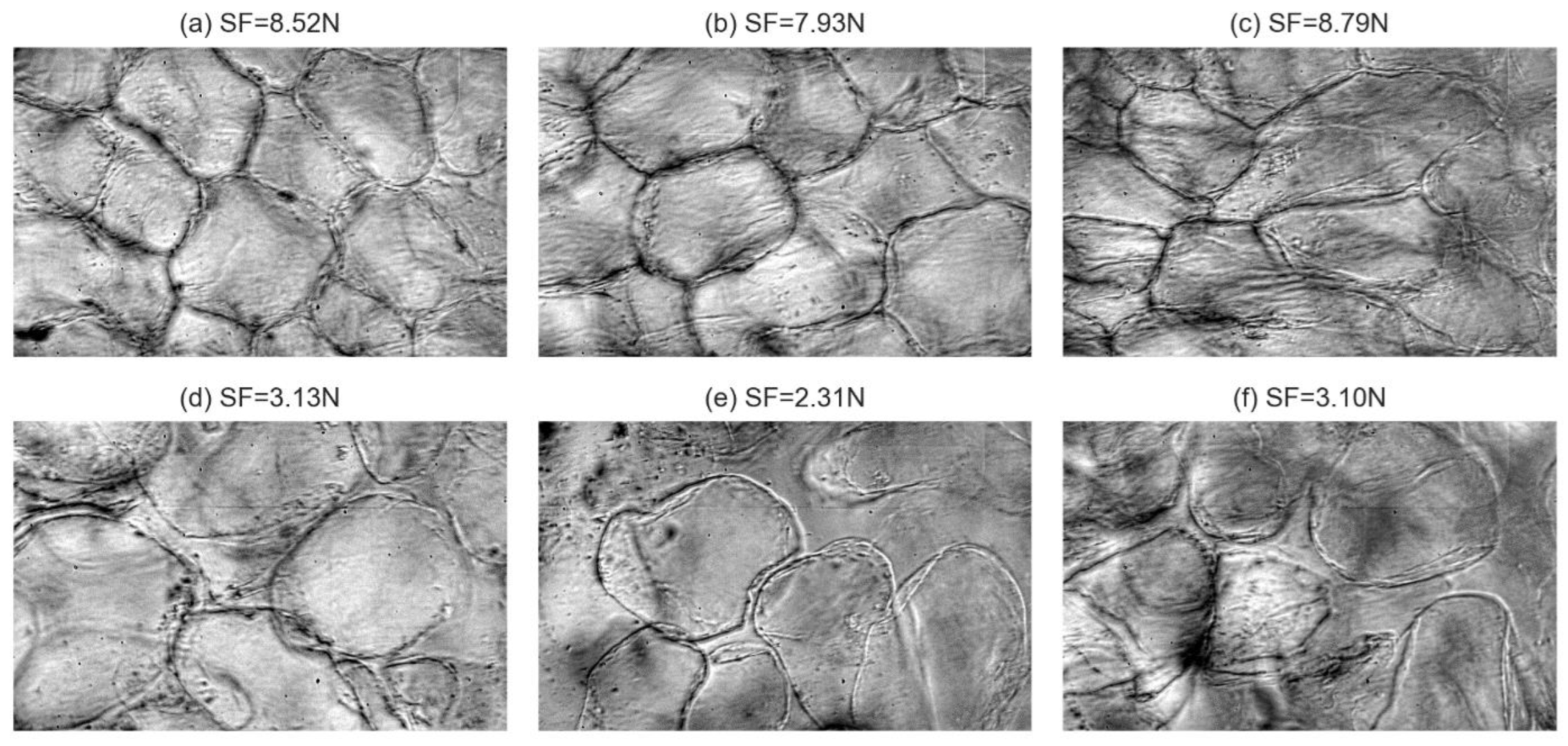 Agronomy 12 00085 g006 Agronomy 12 00085 g006