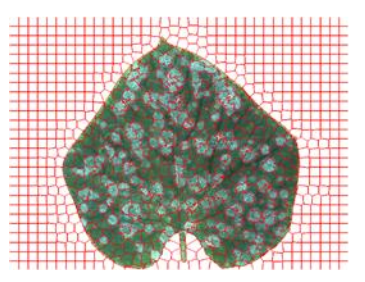 Agronomy 12 00097 g003 550