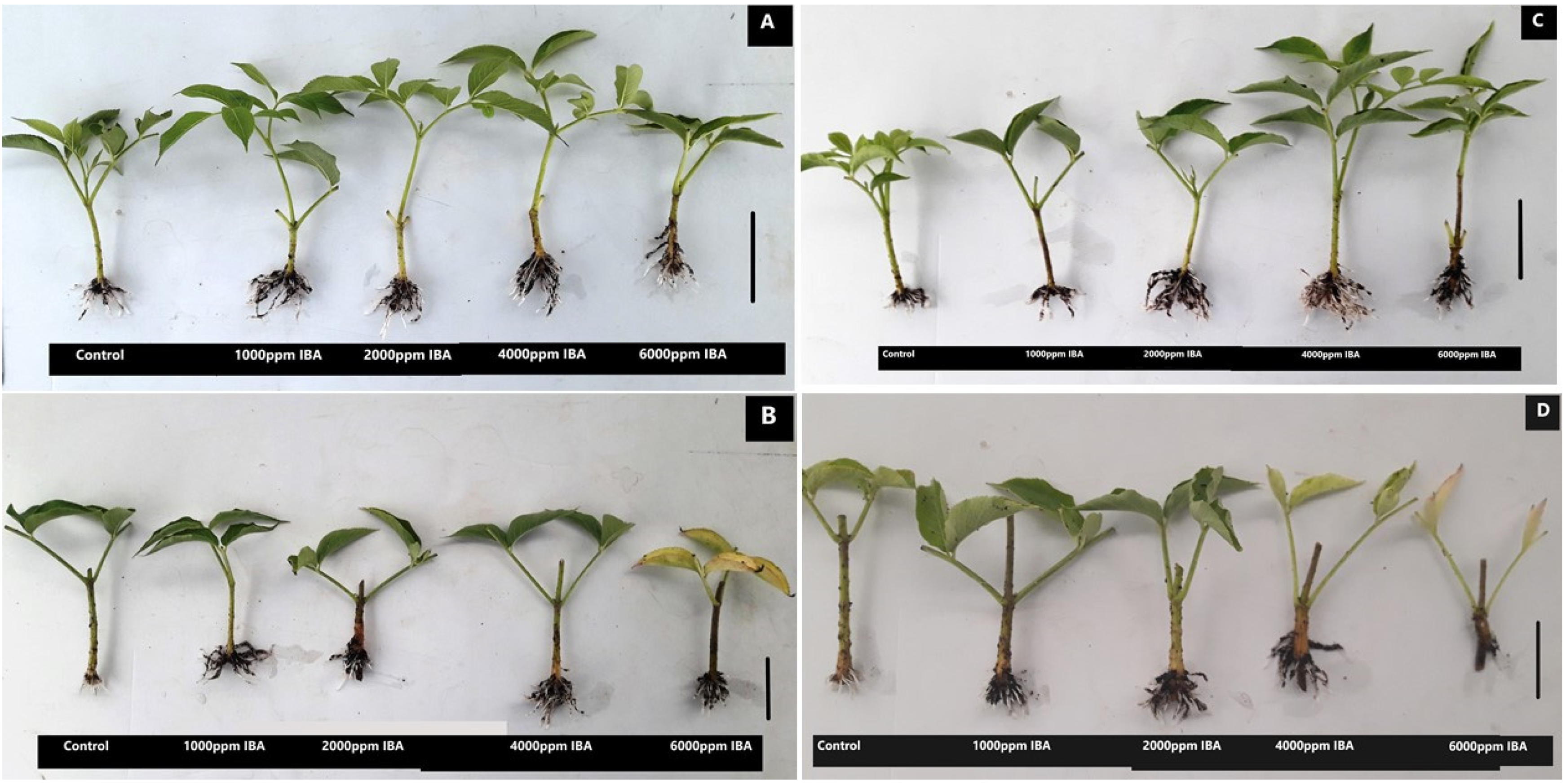 Agronomy 12 00114 g009 Agronomy 12 00114 g009
