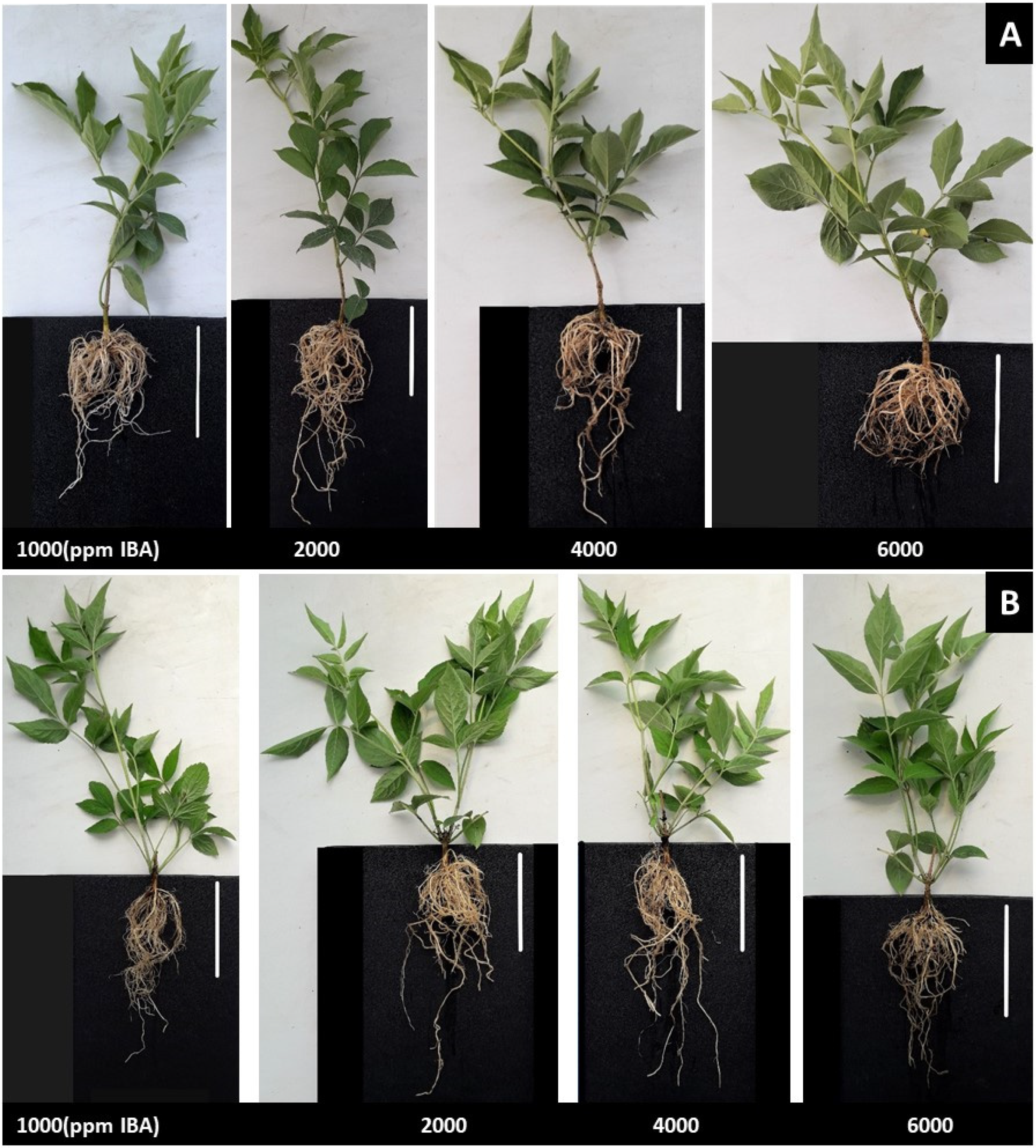 Agronomy 12 00114 g010 Agronomy 12 00114 g010