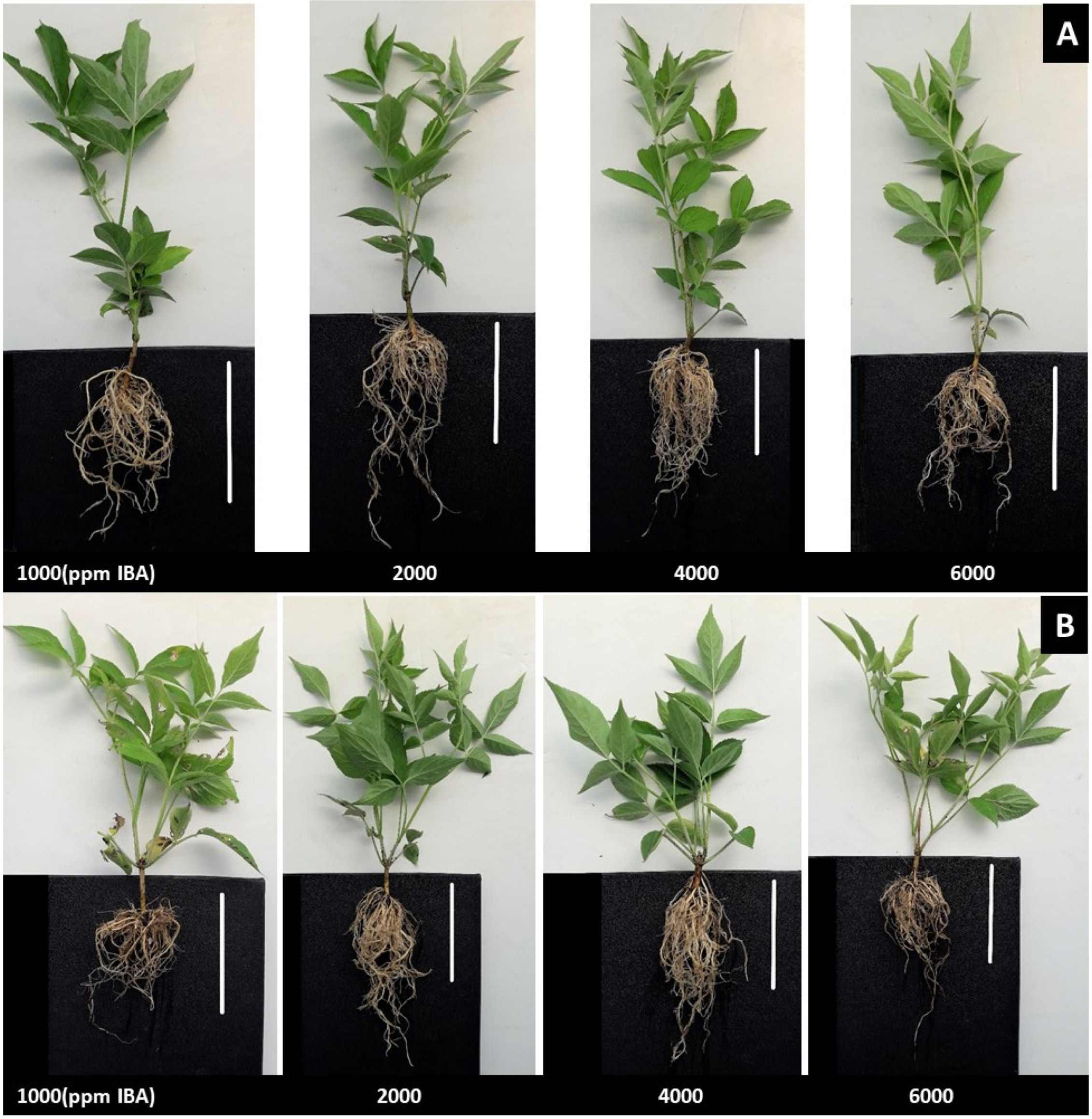 Agronomy 12 00114 g011 Agronomy 12 00114 g011