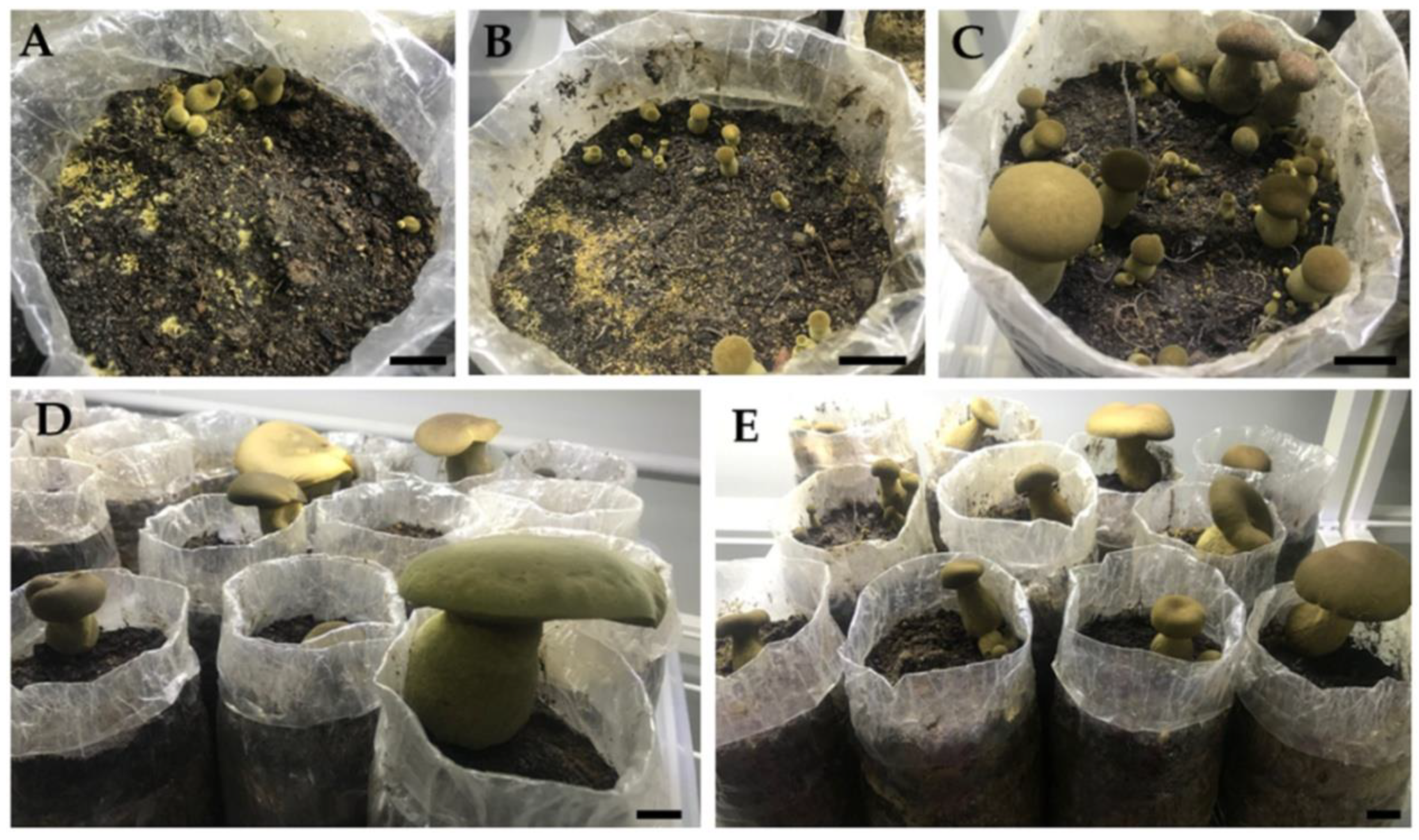 Agronomy 12 00115 g004 550