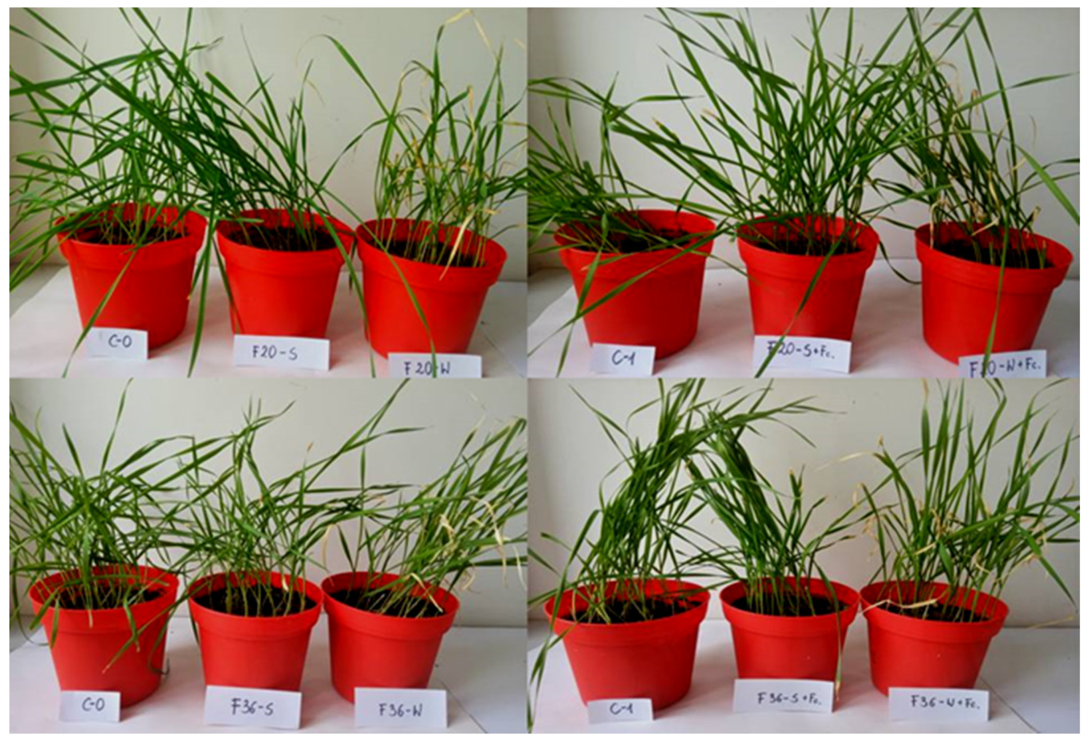 Agronomy 12 00116 g002